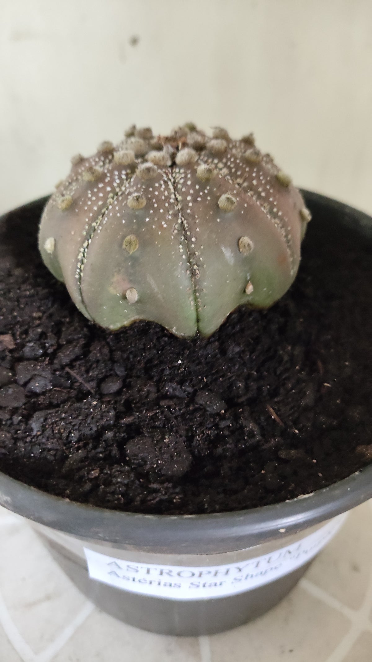 ASTROPHYTUM ASTERIAS "STAR SHAPE - Purple  Nº 1750 – vaso 15
