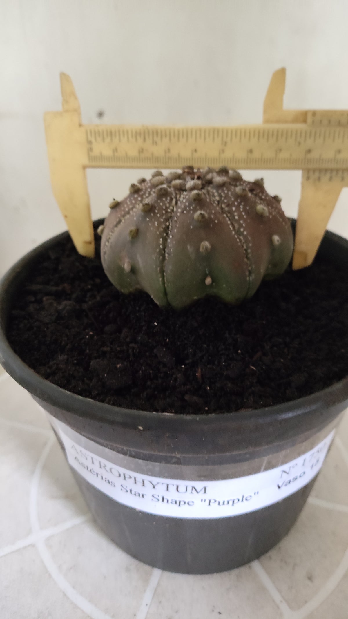 ASTROPHYTUM ASTERIAS "STAR SHAPE - Purple  Nº 1750 – vaso 15