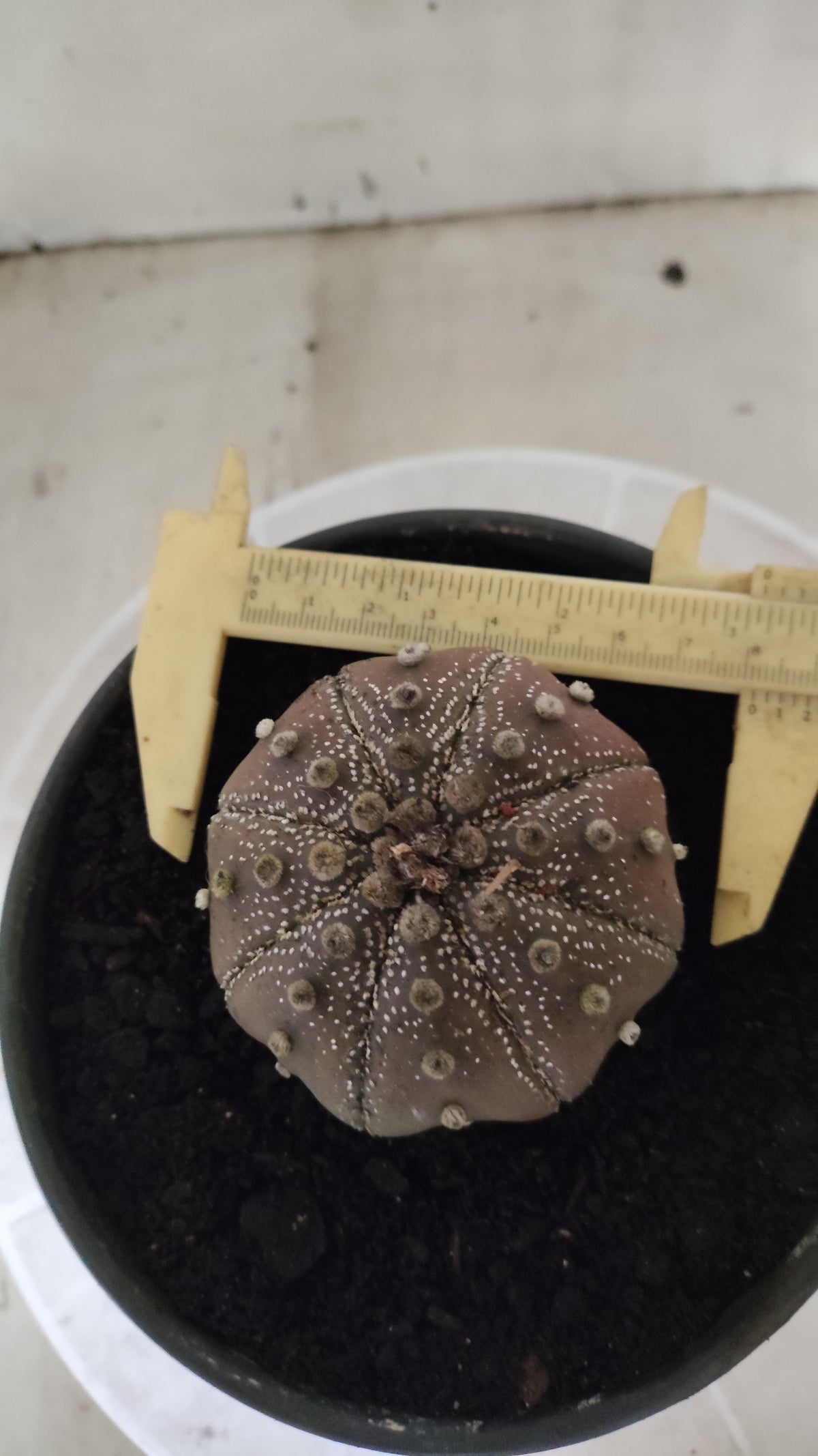 ASTROPHYTUM ASTERIAS "STAR SHAPE - Purple  Nº 1750 – vaso 15
