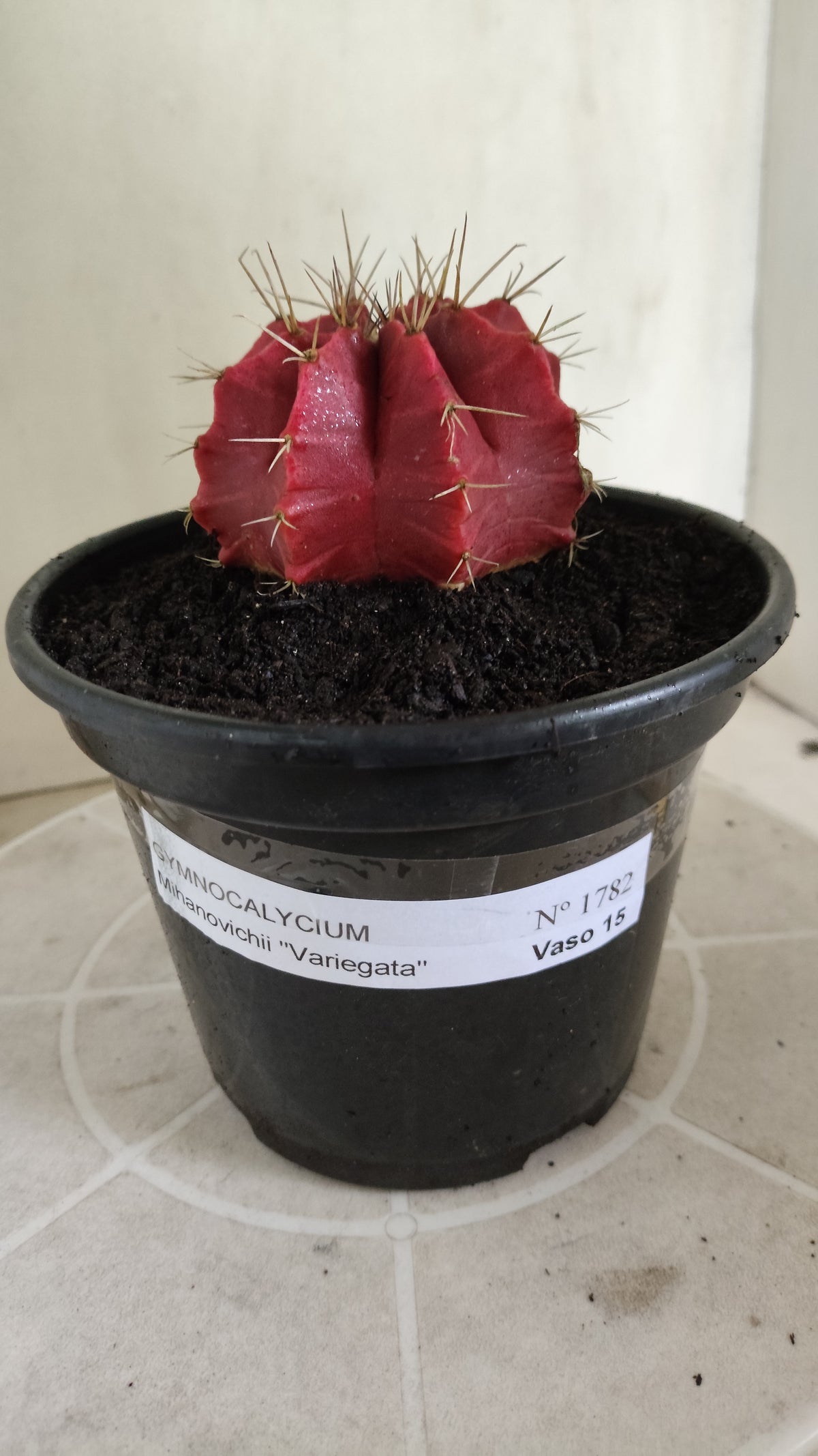 GYMNOCALYCIUM Mihanovichii Variegata Nº 1782 – vaso 15