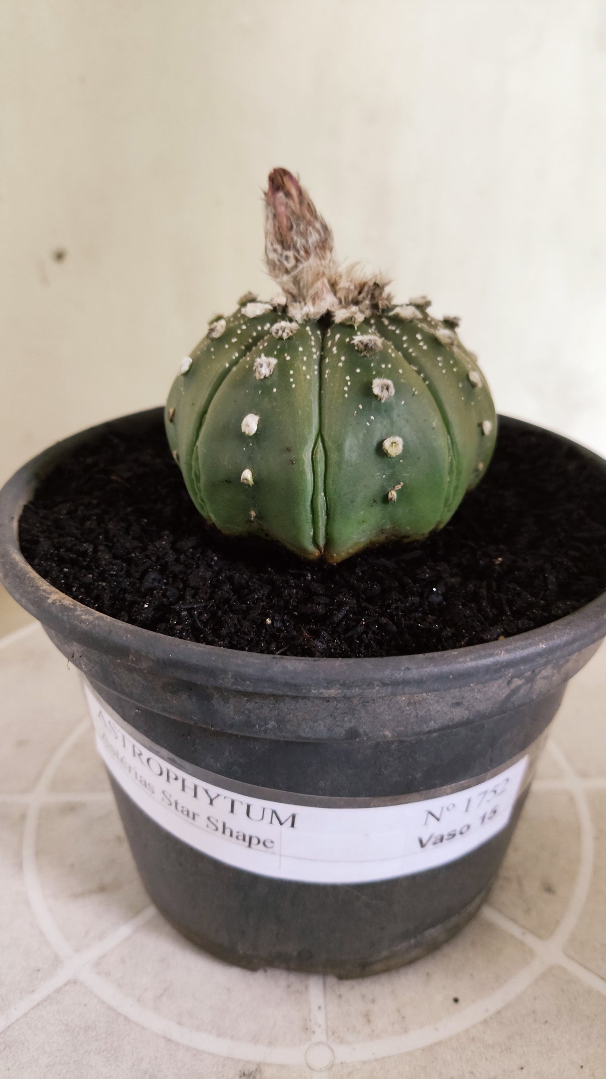 ASTROPHYTUM ASTERIAS "STAR SHAPE"   Nº 1752 – vaso 15