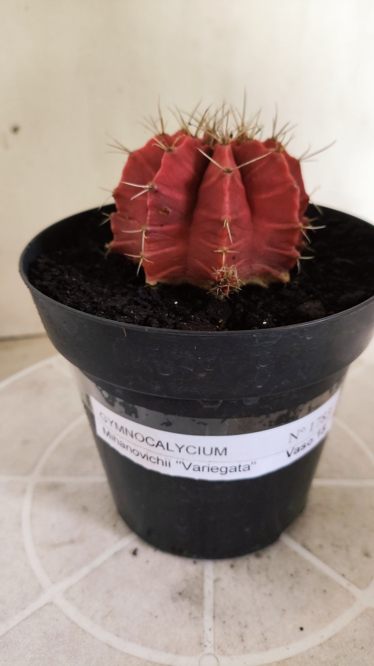GYMNOCALYCIUM Mihanovichii Variegata Nº 1783 – vaso 15