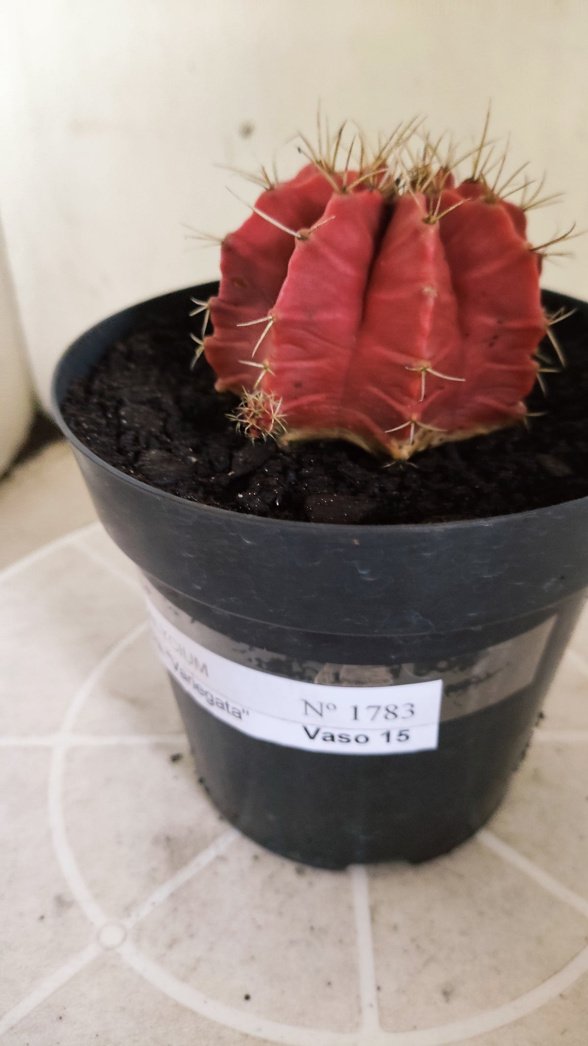 GYMNOCALYCIUM Mihanovichii Variegata Nº 1783 – vaso 15