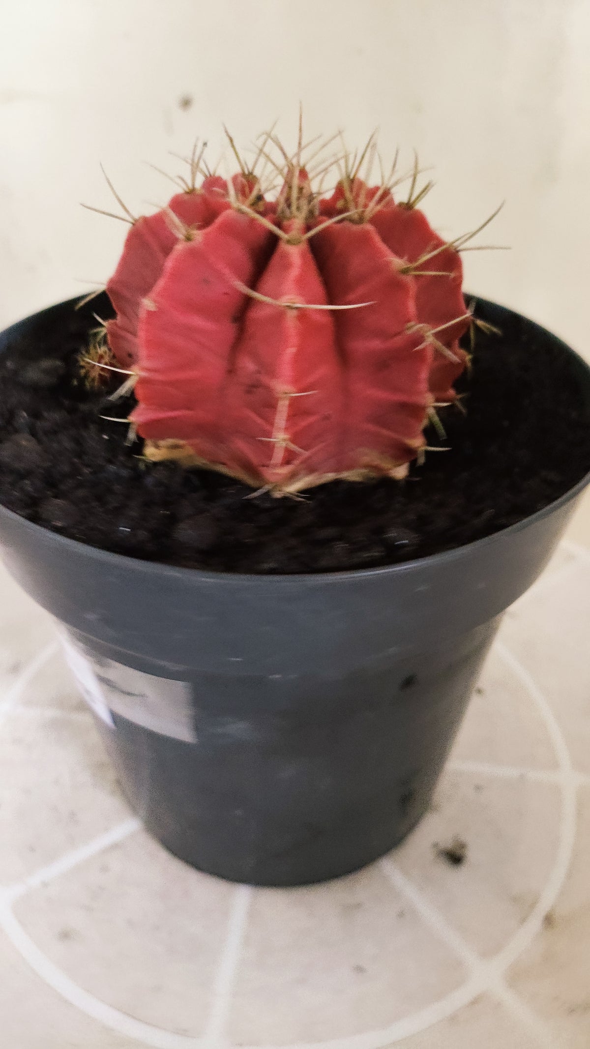 GYMNOCALYCIUM Mihanovichii Variegata Nº 1783 – vaso 15