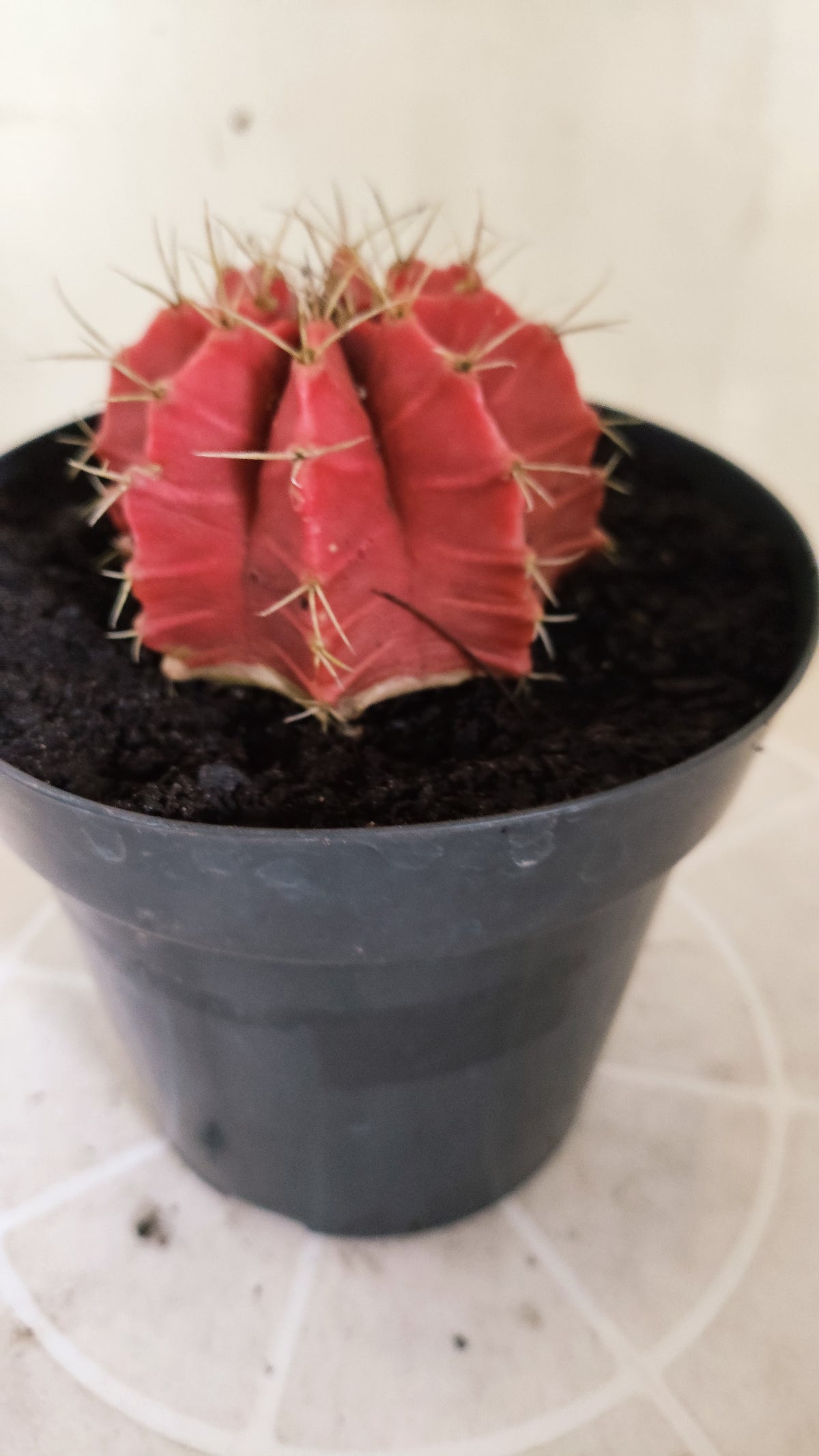 GYMNOCALYCIUM Mihanovichii Variegata Nº 1783 – vaso 15