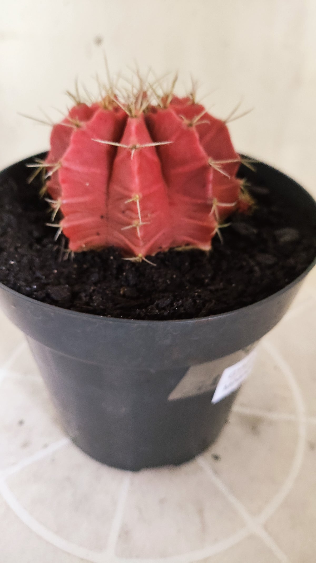 GYMNOCALYCIUM Mihanovichii Variegata Nº 1783 – vaso 15