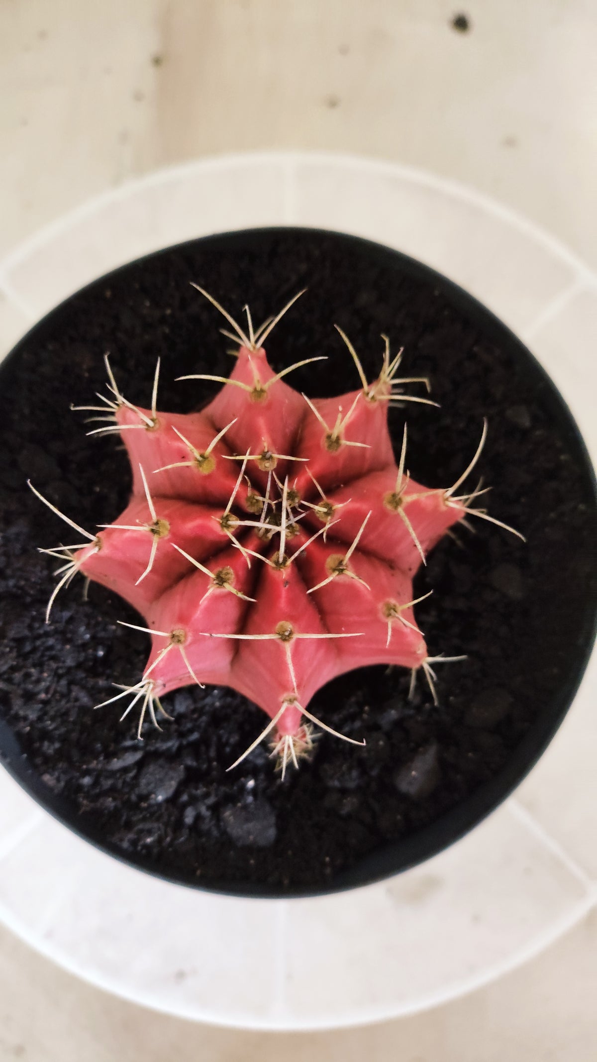 GYMNOCALYCIUM Mihanovichii Variegata Nº 1783 – vaso 15