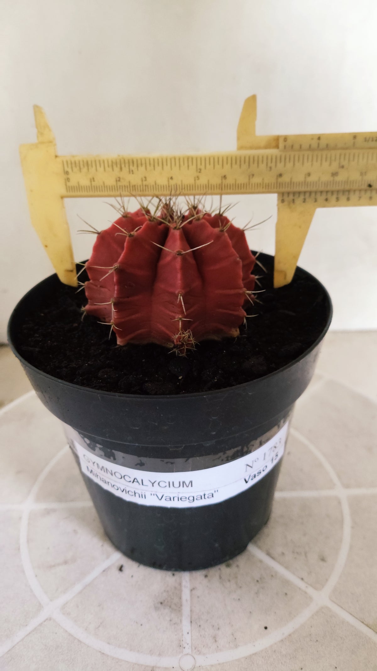 GYMNOCALYCIUM Mihanovichii Variegata Nº 1783 – vaso 15