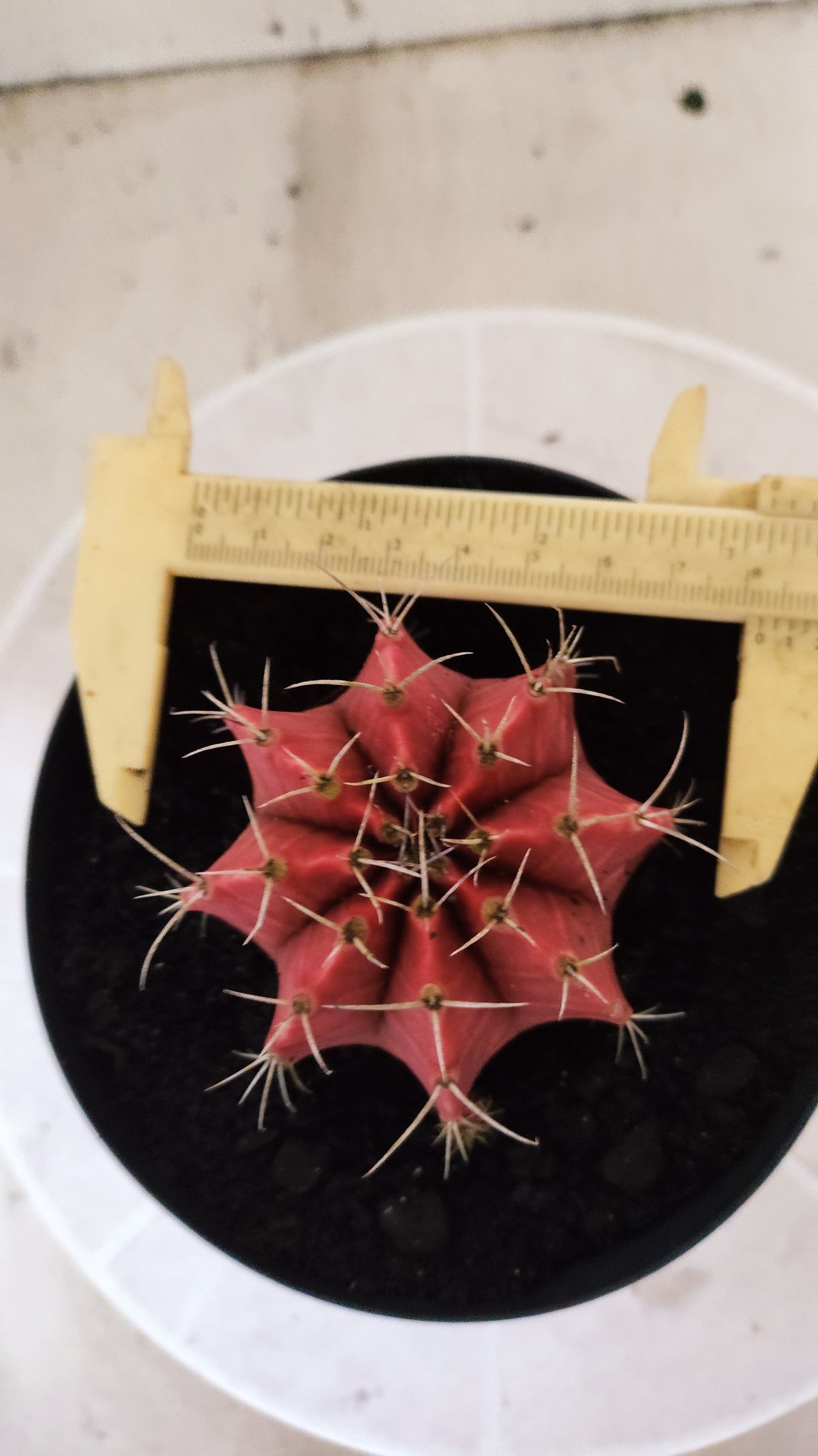 GYMNOCALYCIUM Mihanovichii Variegata Nº 1783 – vaso 15