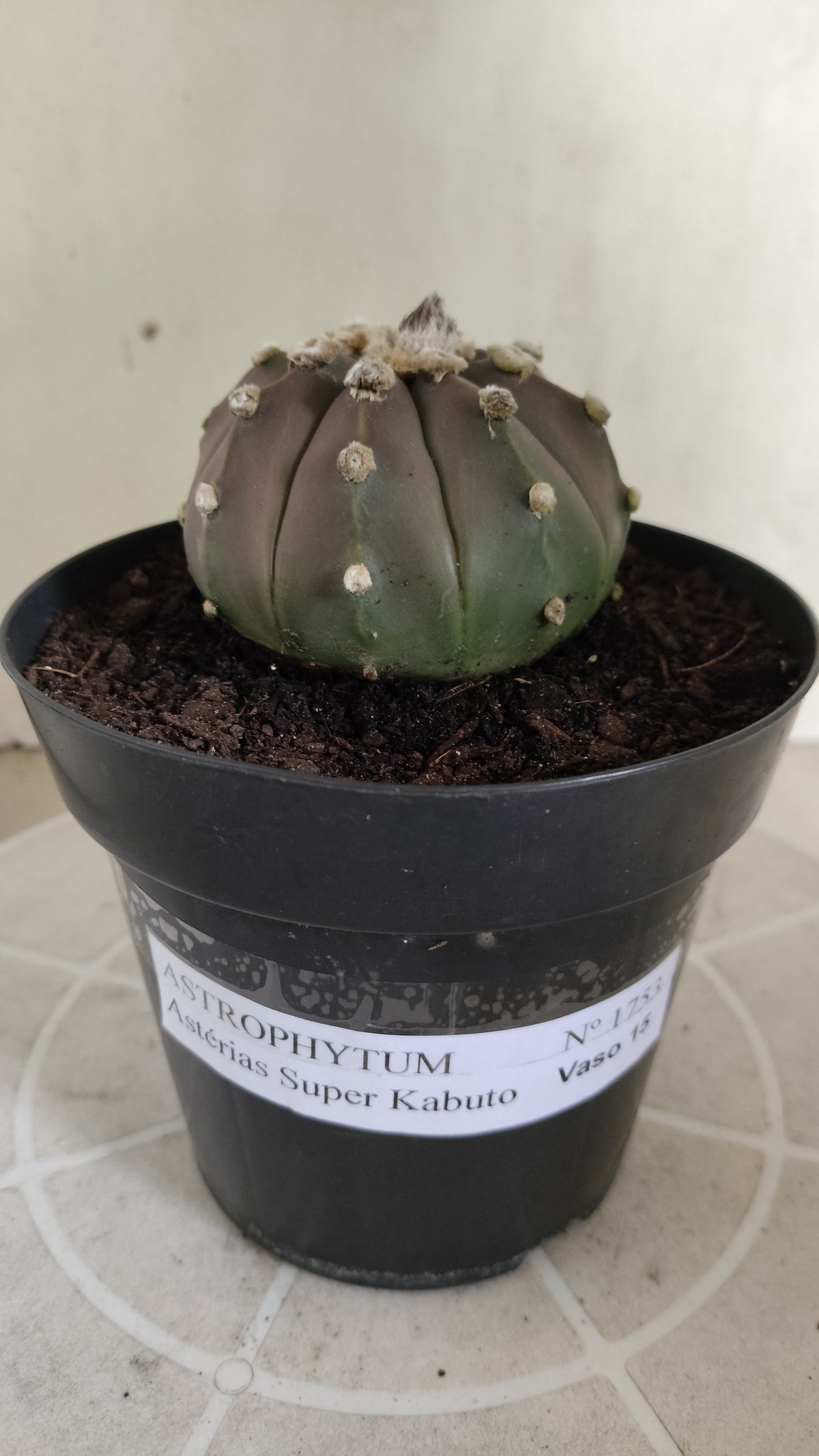 ASTROPHYTUM ASTERIAS  "SUPER KABUTO"  Nº 1753 – vaso 15
