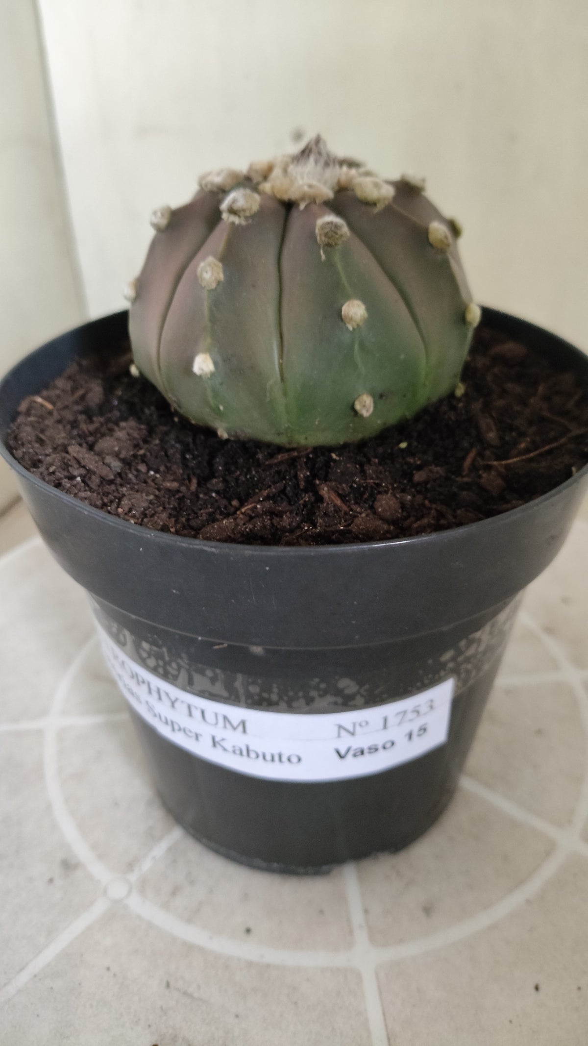 ASTROPHYTUM ASTERIAS  "SUPER KABUTO"  Nº 1753 – vaso 15