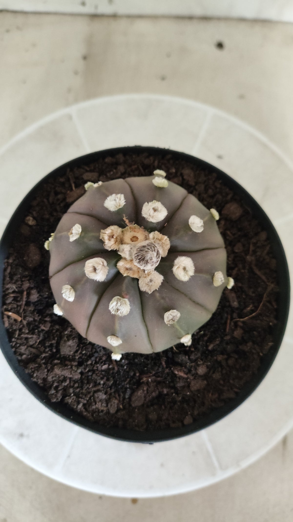 ASTROPHYTUM ASTERIAS  "SUPER KABUTO"  Nº 1753 – vaso 15