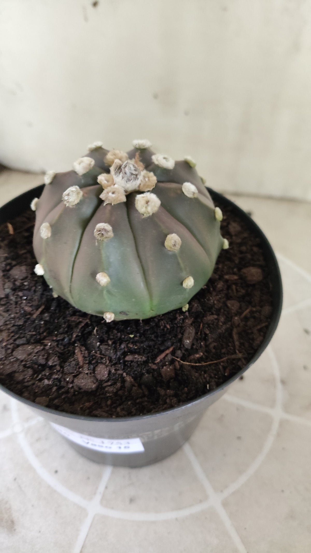 ASTROPHYTUM ASTERIAS  "SUPER KABUTO"  Nº 1753 – vaso 15
