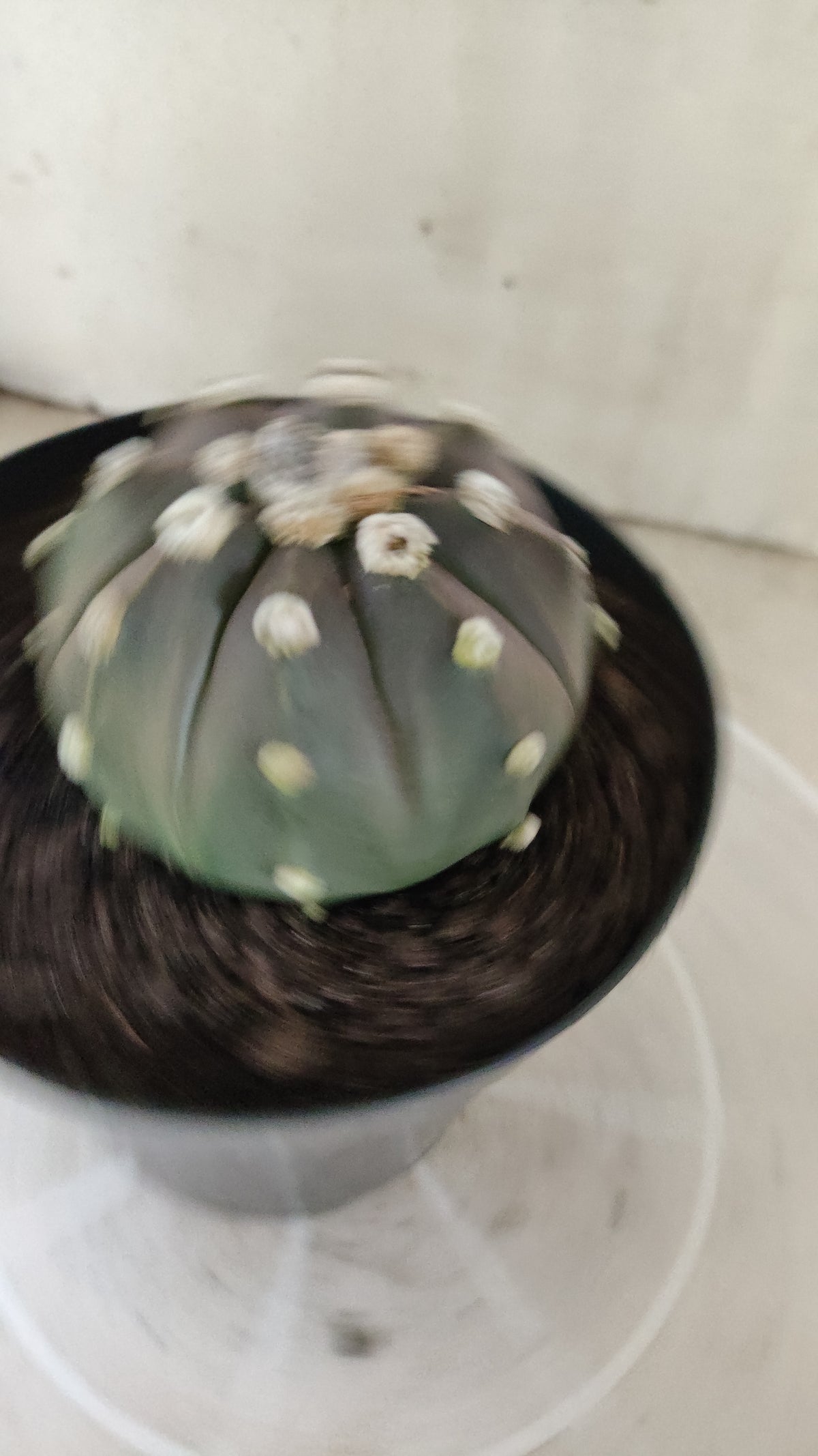 ASTROPHYTUM ASTERIAS  "SUPER KABUTO"  Nº 1753 – vaso 15