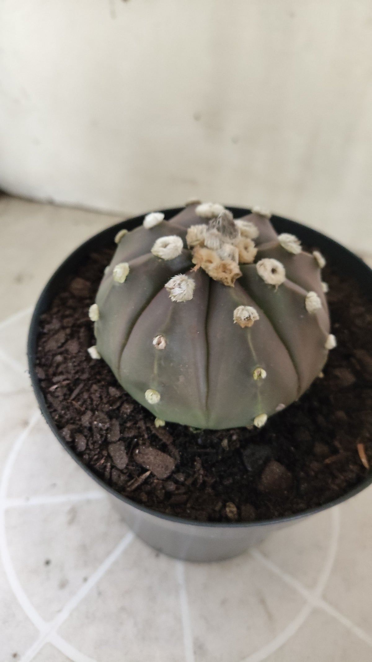 ASTROPHYTUM ASTERIAS  "SUPER KABUTO"  Nº 1753 – vaso 15