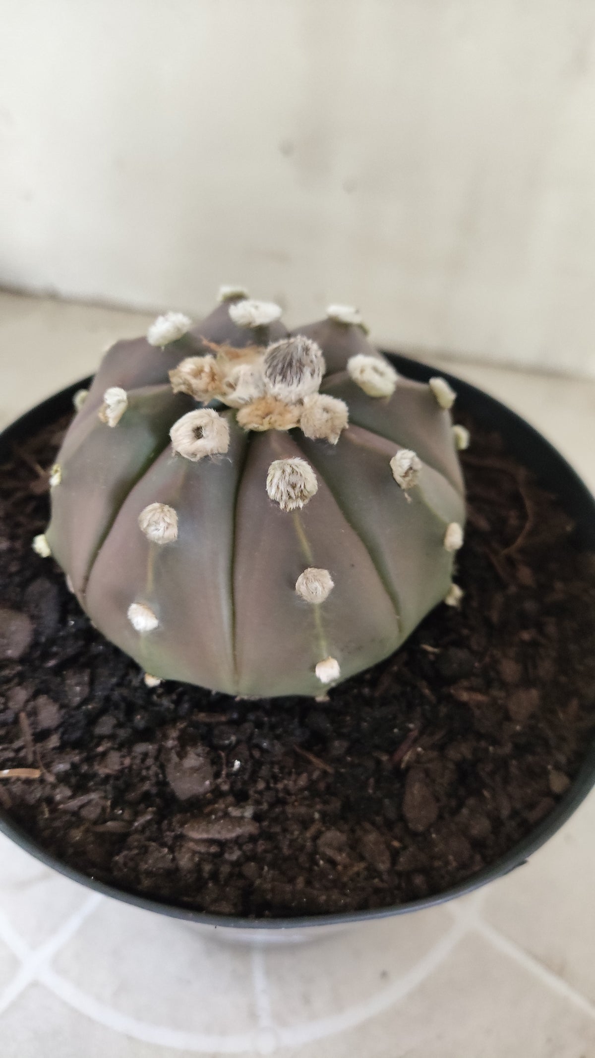 ASTROPHYTUM ASTERIAS  "SUPER KABUTO"  Nº 1753 – vaso 15