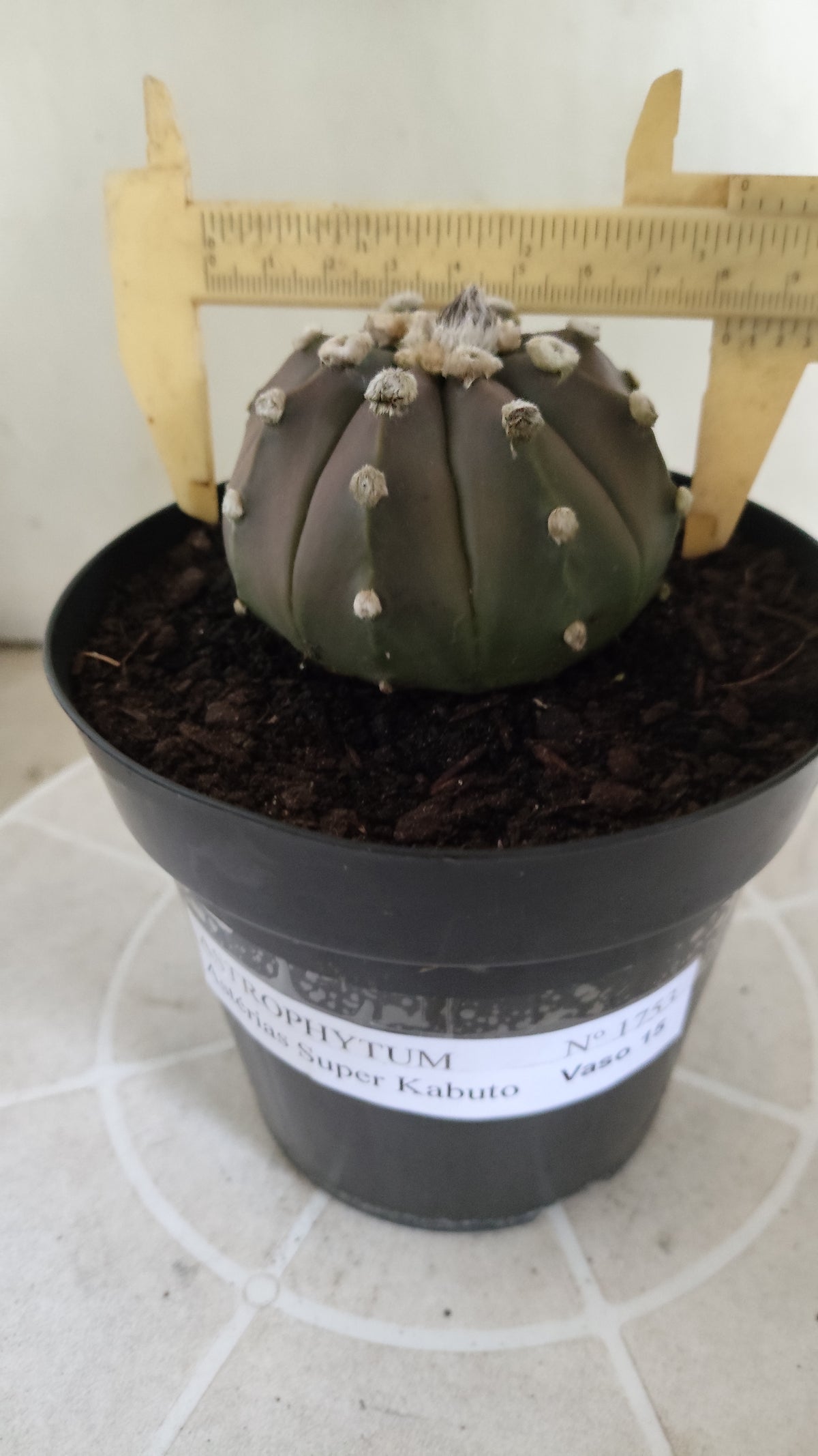 ASTROPHYTUM ASTERIAS  "SUPER KABUTO"  Nº 1753 – vaso 15