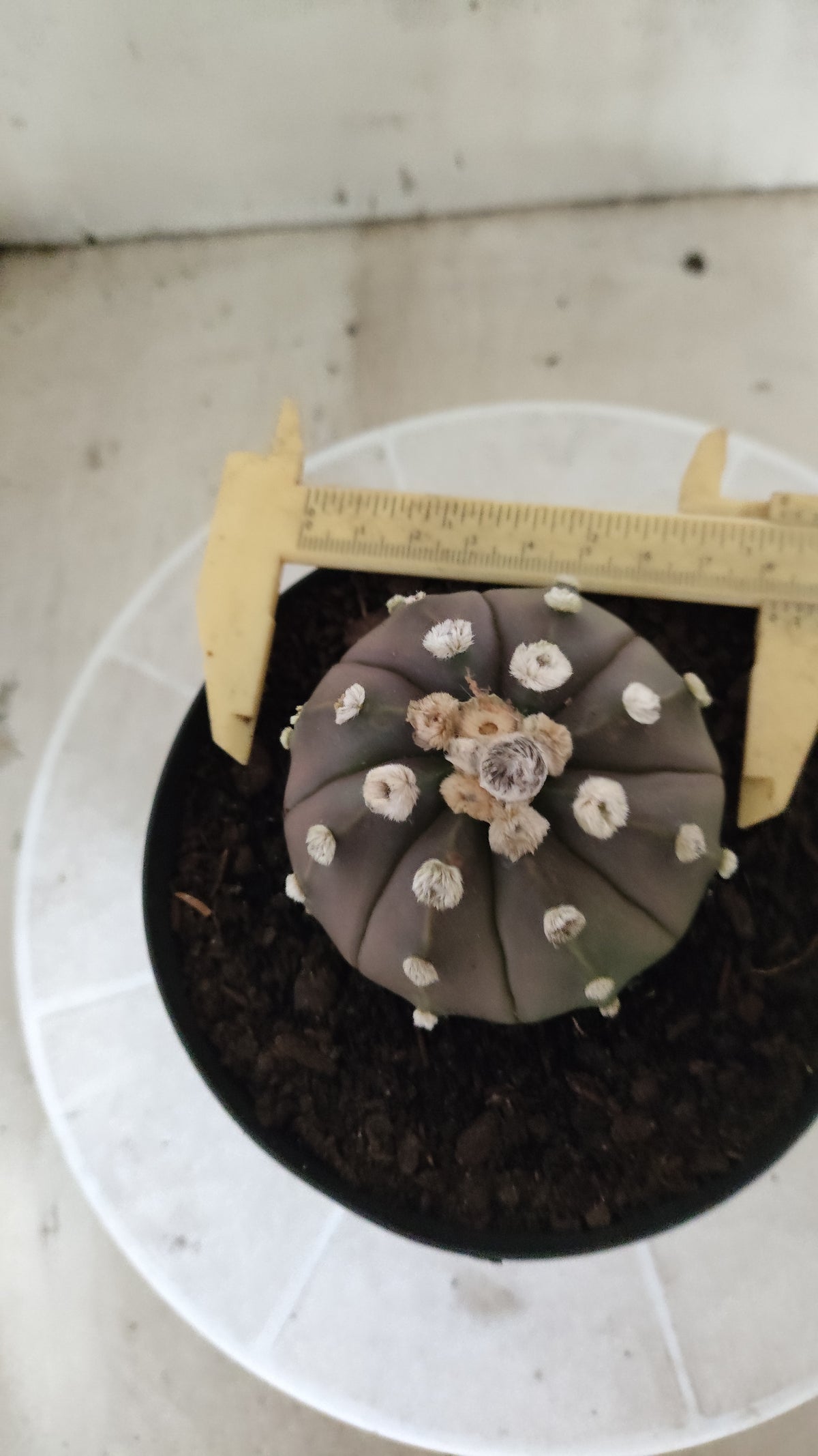 ASTROPHYTUM ASTERIAS  "SUPER KABUTO"  Nº 1753 – vaso 15