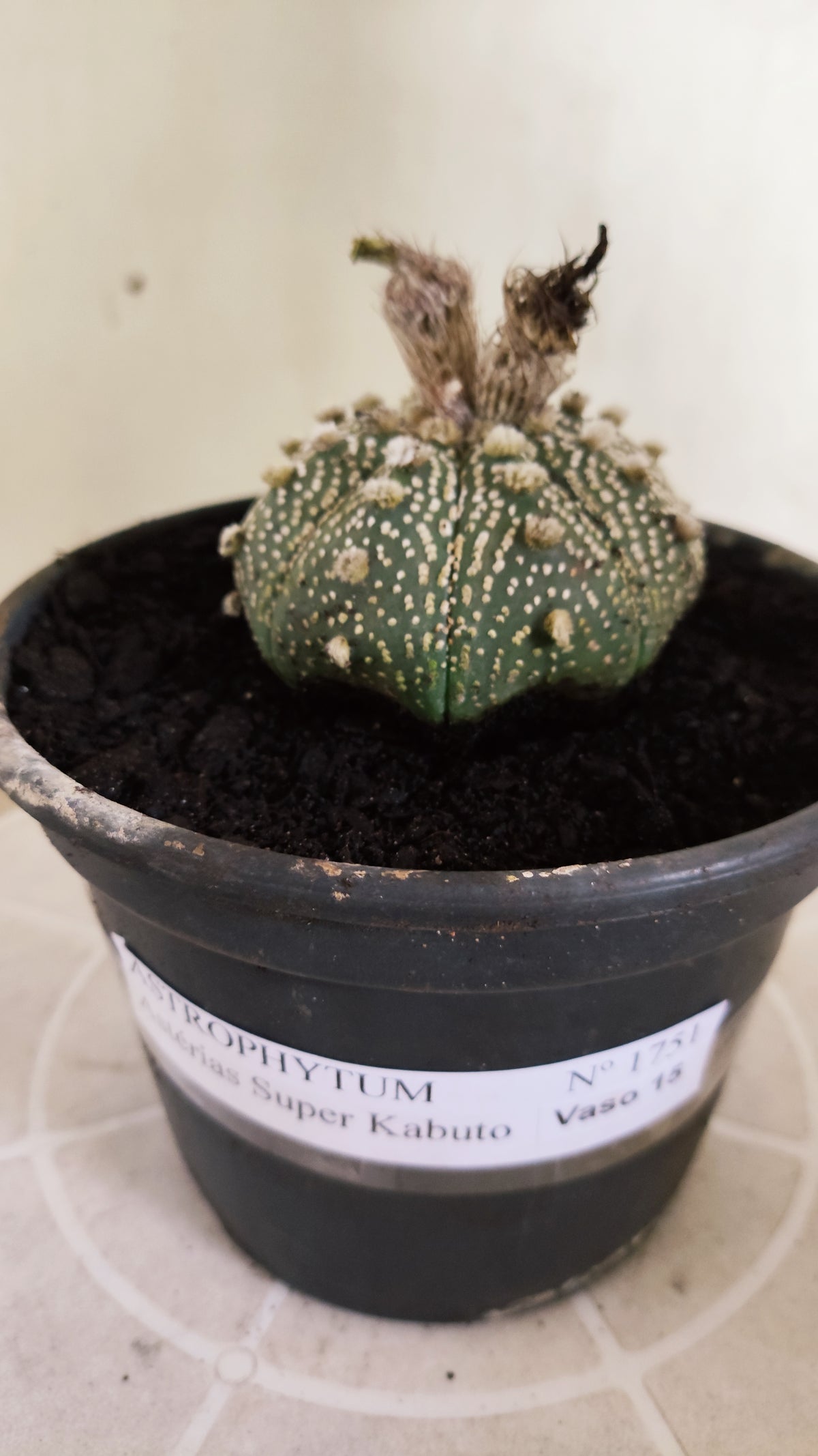 ASTROPHYTUM ASTERIAS  "SUPER KABUTO"  Nº 1751 – vaso 15