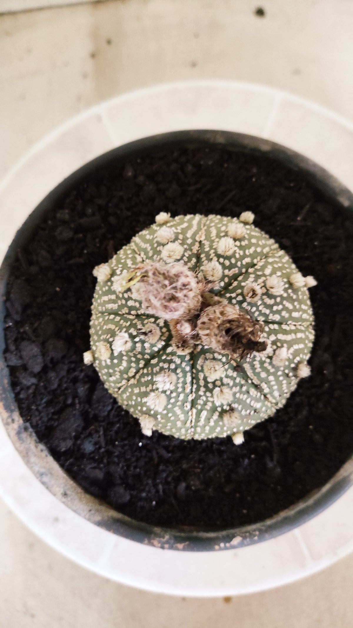 ASTROPHYTUM ASTERIAS  "SUPER KABUTO"  Nº 1751 – vaso 15
