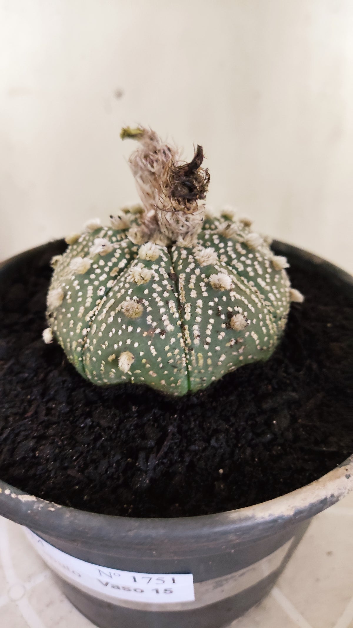 ASTROPHYTUM ASTERIAS  "SUPER KABUTO"  Nº 1751 – vaso 15