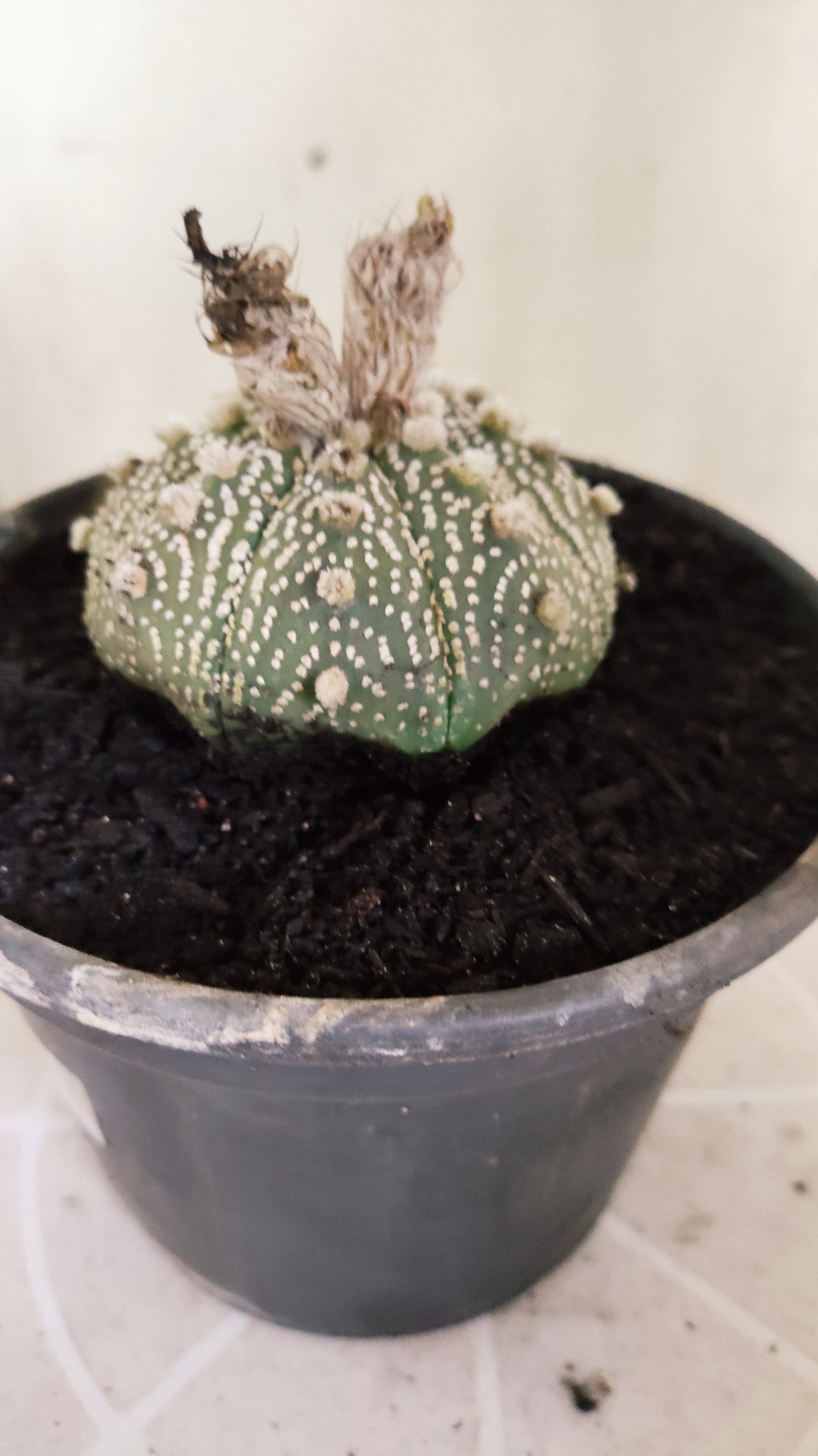 ASTROPHYTUM ASTERIAS  "SUPER KABUTO"  Nº 1751 – vaso 15