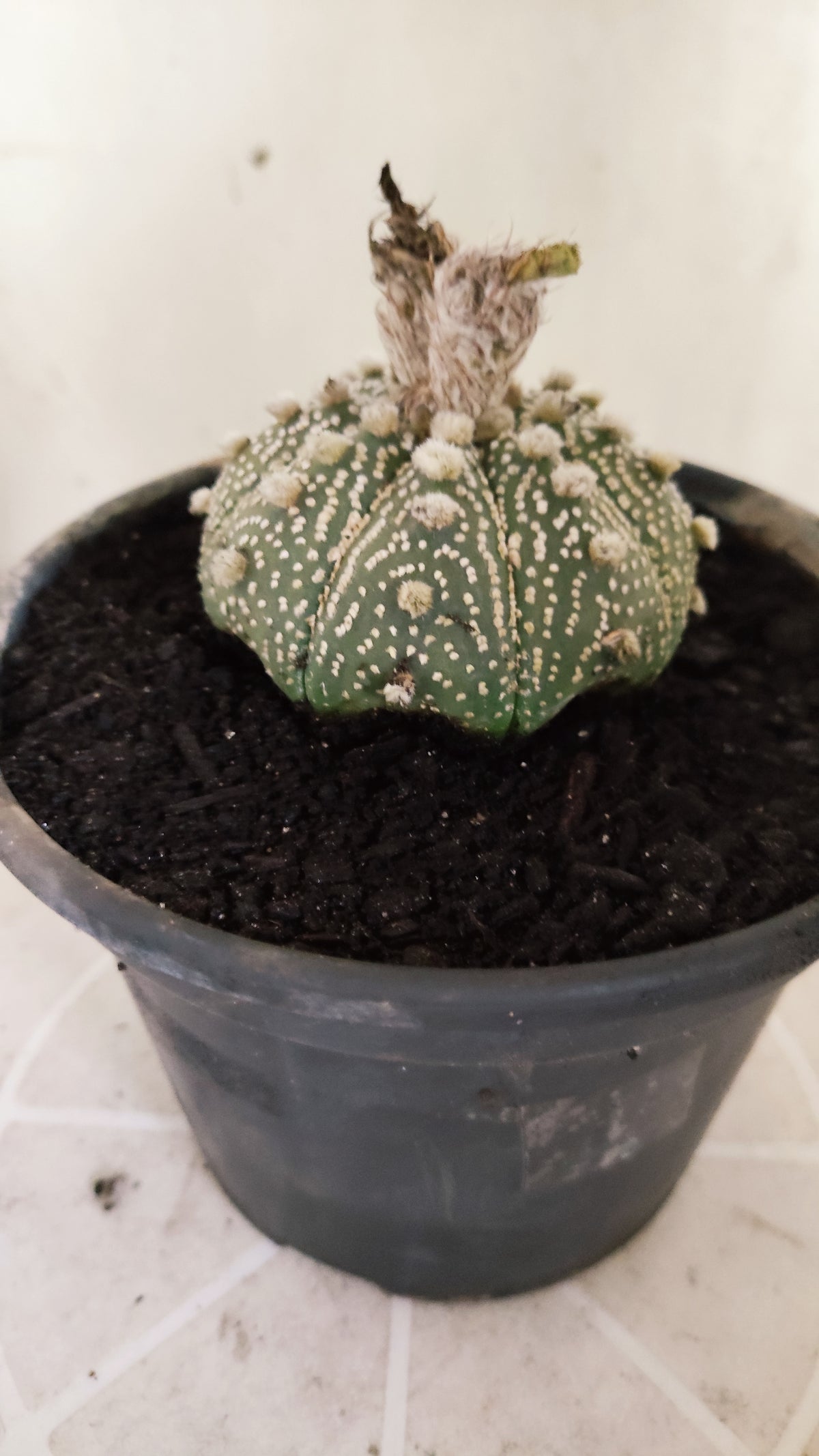ASTROPHYTUM ASTERIAS  "SUPER KABUTO"  Nº 1751 – vaso 15