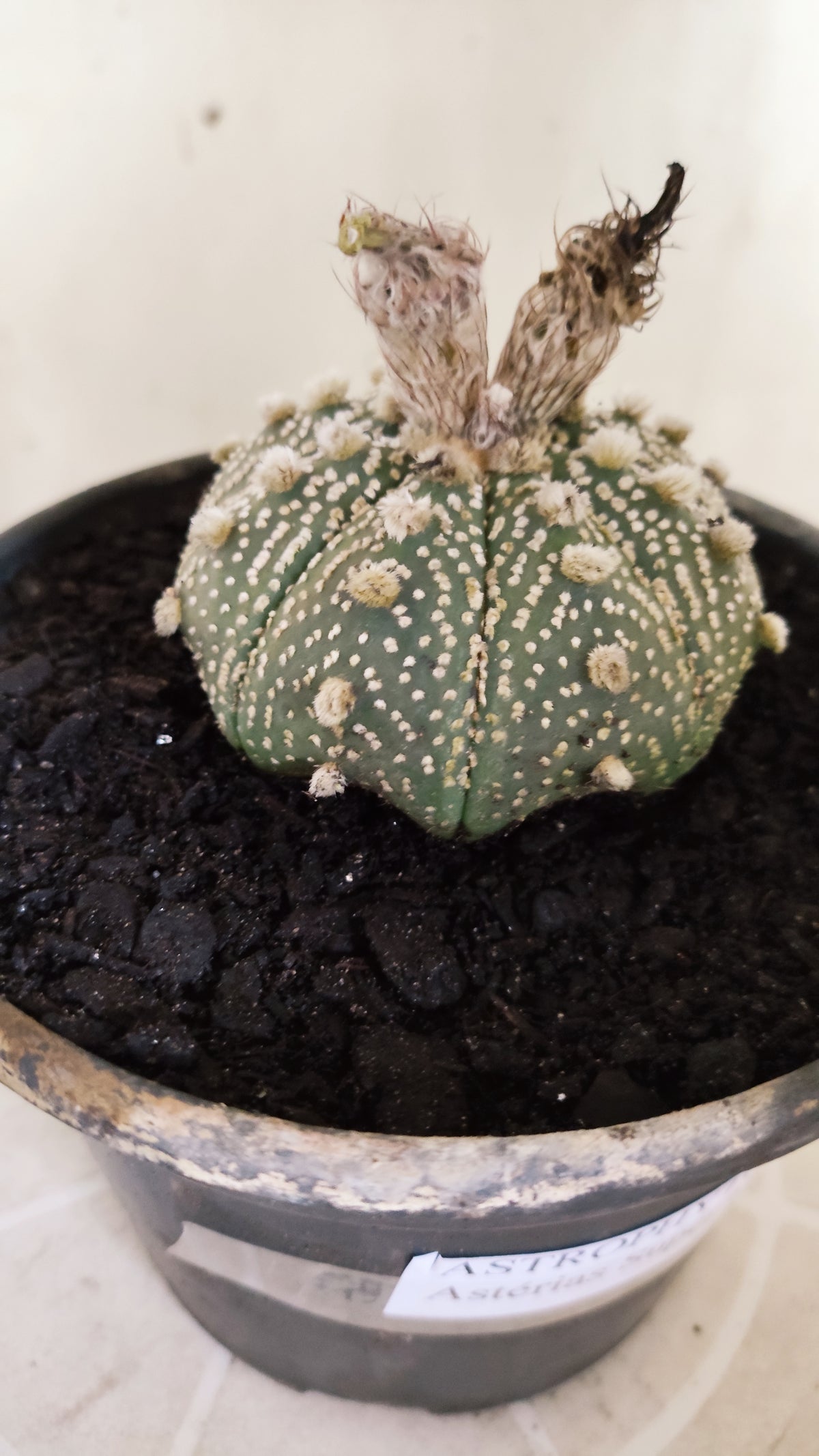 ASTROPHYTUM ASTERIAS  "SUPER KABUTO"  Nº 1751 – vaso 15