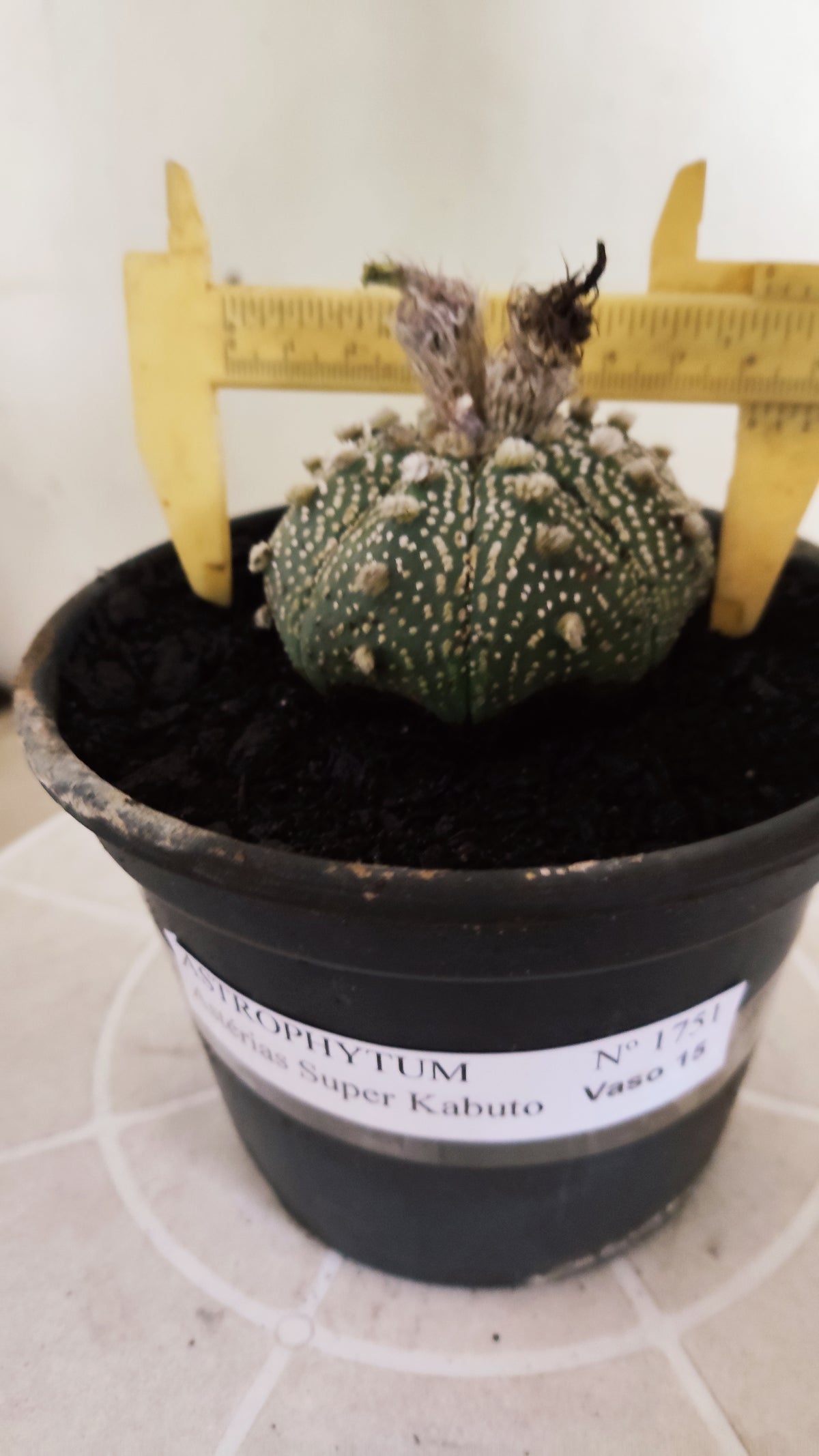ASTROPHYTUM ASTERIAS  "SUPER KABUTO"  Nº 1751 – vaso 15
