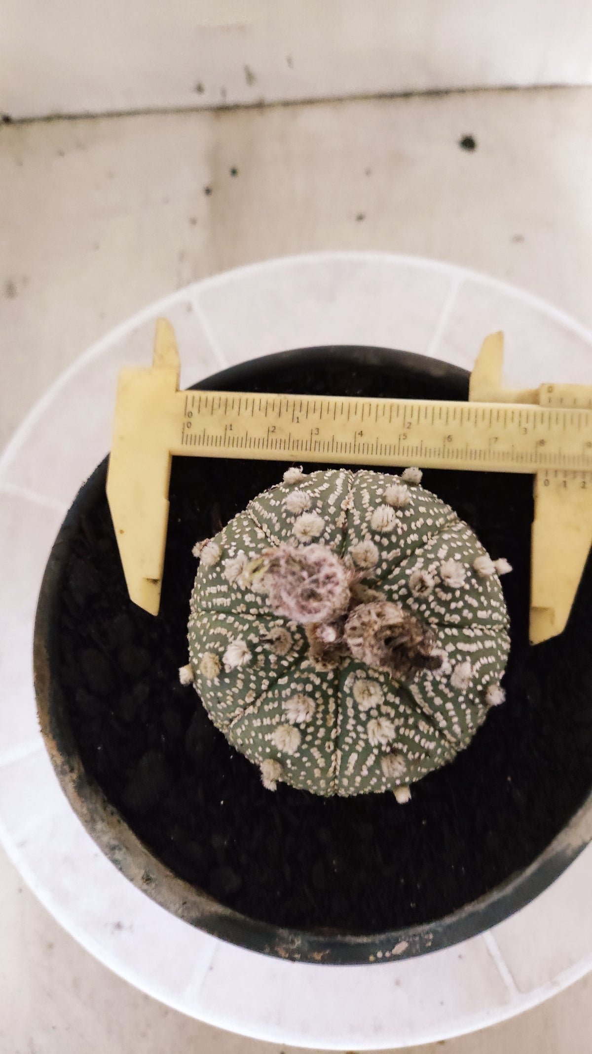 ASTROPHYTUM ASTERIAS  "SUPER KABUTO"  Nº 1751 – vaso 15