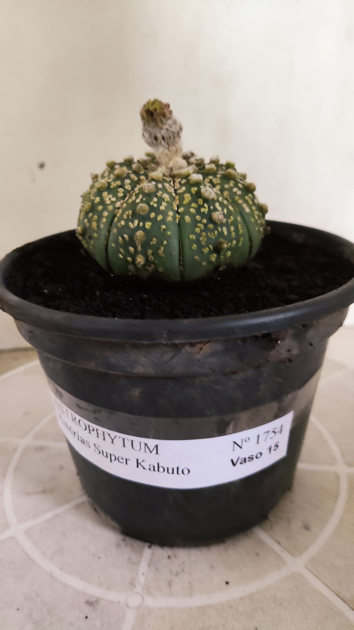 ASTROPHYTUM ASTERIAS  "SUPER KABUTO"  Nº 1784 – vaso 15