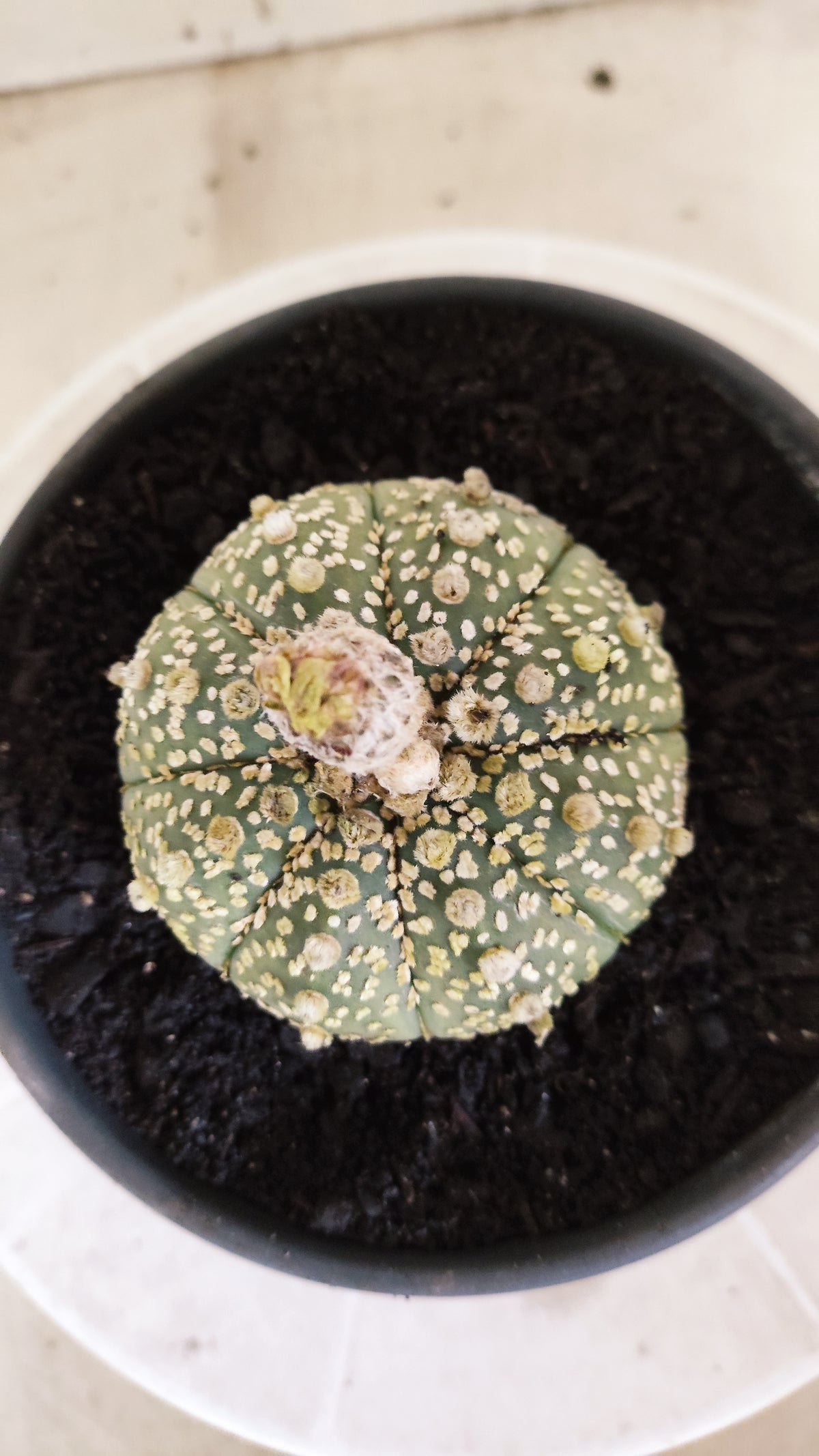 ASTROPHYTUM ASTERIAS  "SUPER KABUTO"  Nº 1784 – vaso 15