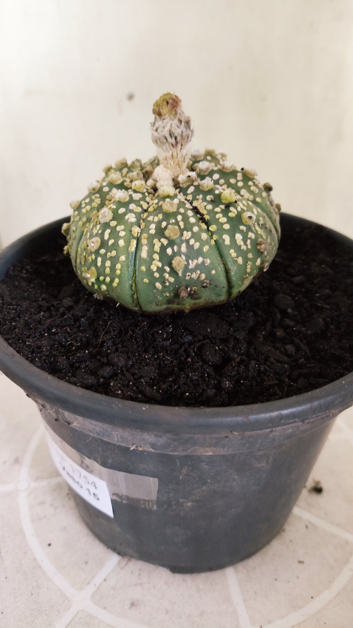ASTROPHYTUM ASTERIAS  "SUPER KABUTO"  Nº 1784 – vaso 15