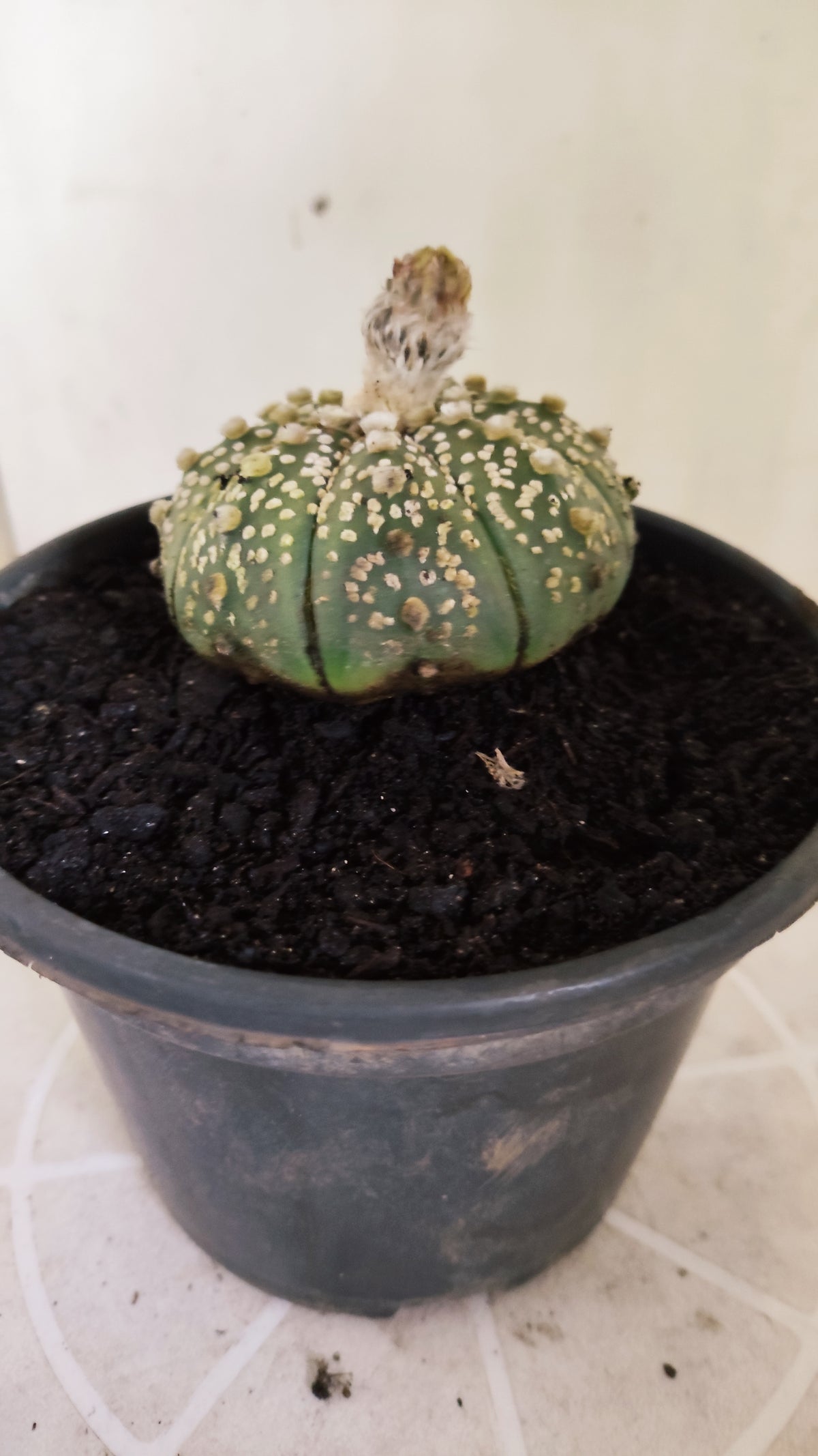 ASTROPHYTUM ASTERIAS  "SUPER KABUTO"  Nº 1784 – vaso 15
