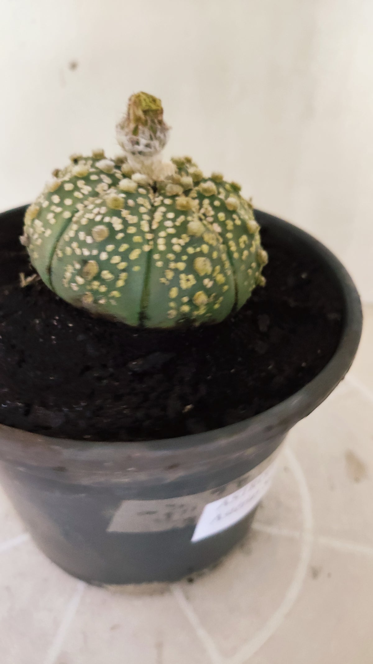 ASTROPHYTUM ASTERIAS  "SUPER KABUTO"  Nº 1784 – vaso 15