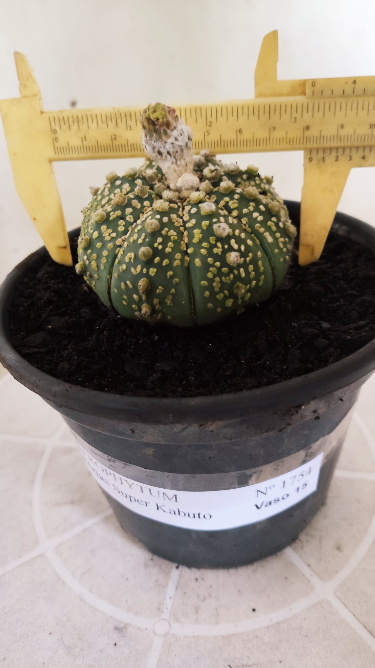 ASTROPHYTUM ASTERIAS  "SUPER KABUTO"  Nº 1784 – vaso 15