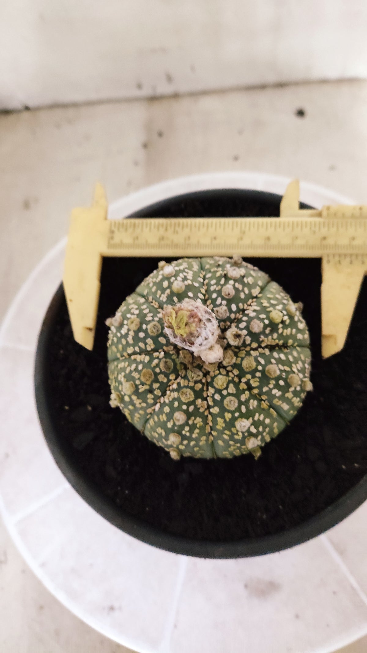 ASTROPHYTUM ASTERIAS  "SUPER KABUTO"  Nº 1784 – vaso 15