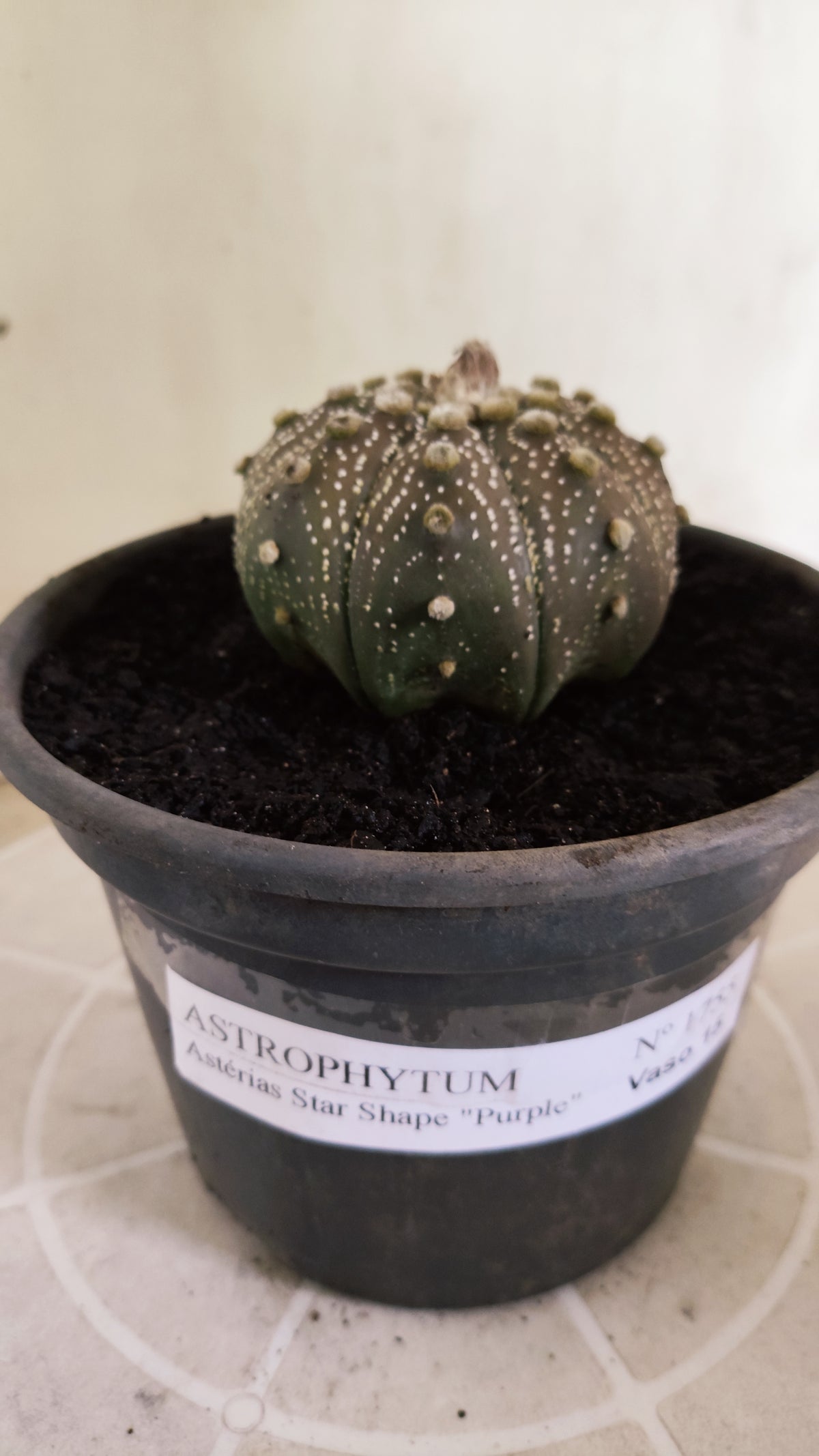 ASTROPHYTUM ASTERIAS "STAR SHAPE - Purple  Nº 1755 – vaso 15