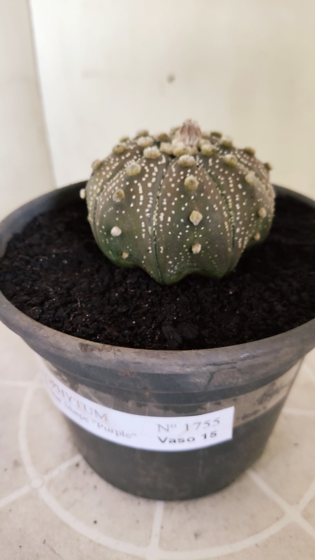 ASTROPHYTUM ASTERIAS "STAR SHAPE - Purple  Nº 1755 – vaso 15