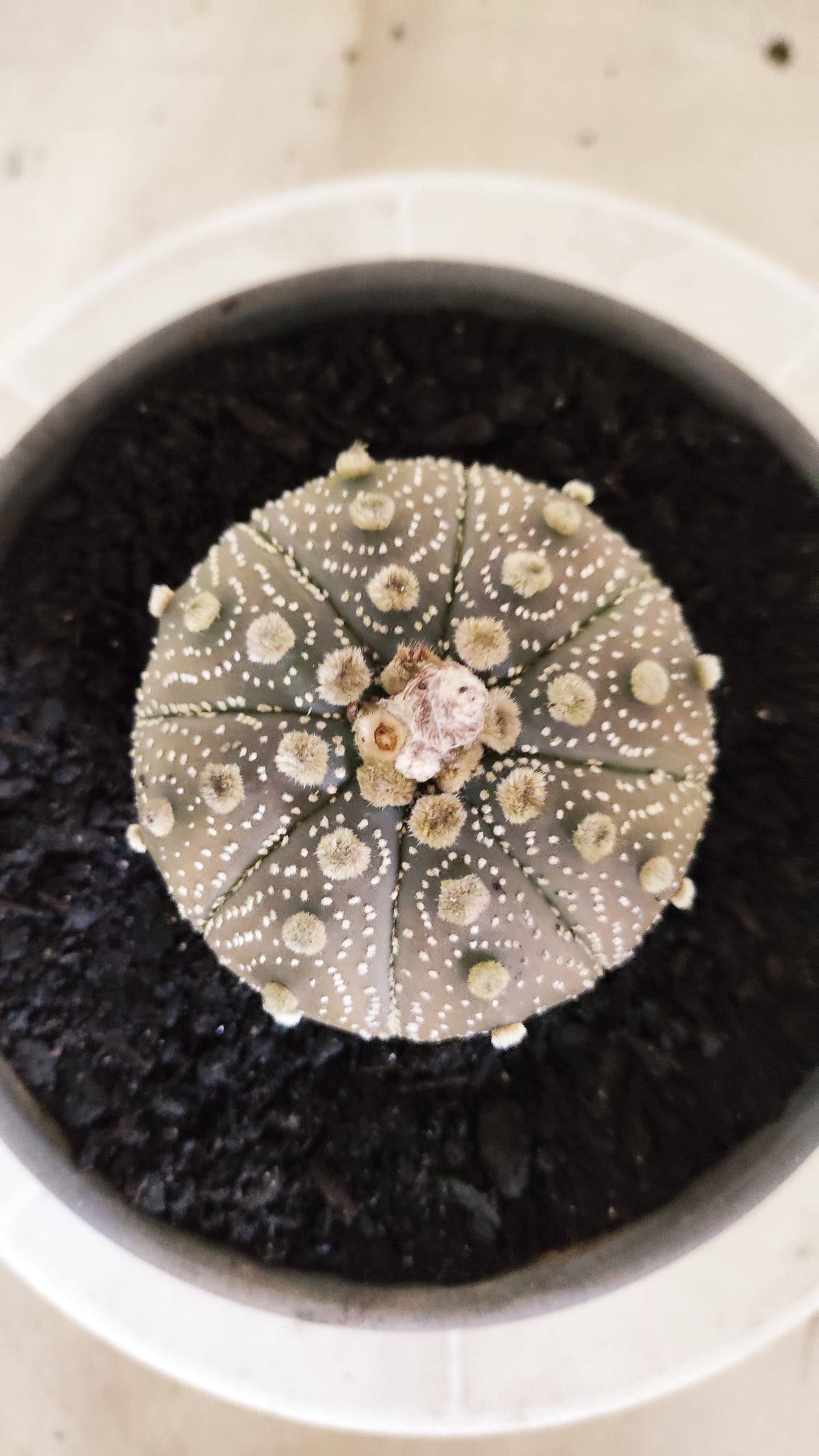ASTROPHYTUM ASTERIAS "STAR SHAPE - Purple  Nº 1755 – vaso 15