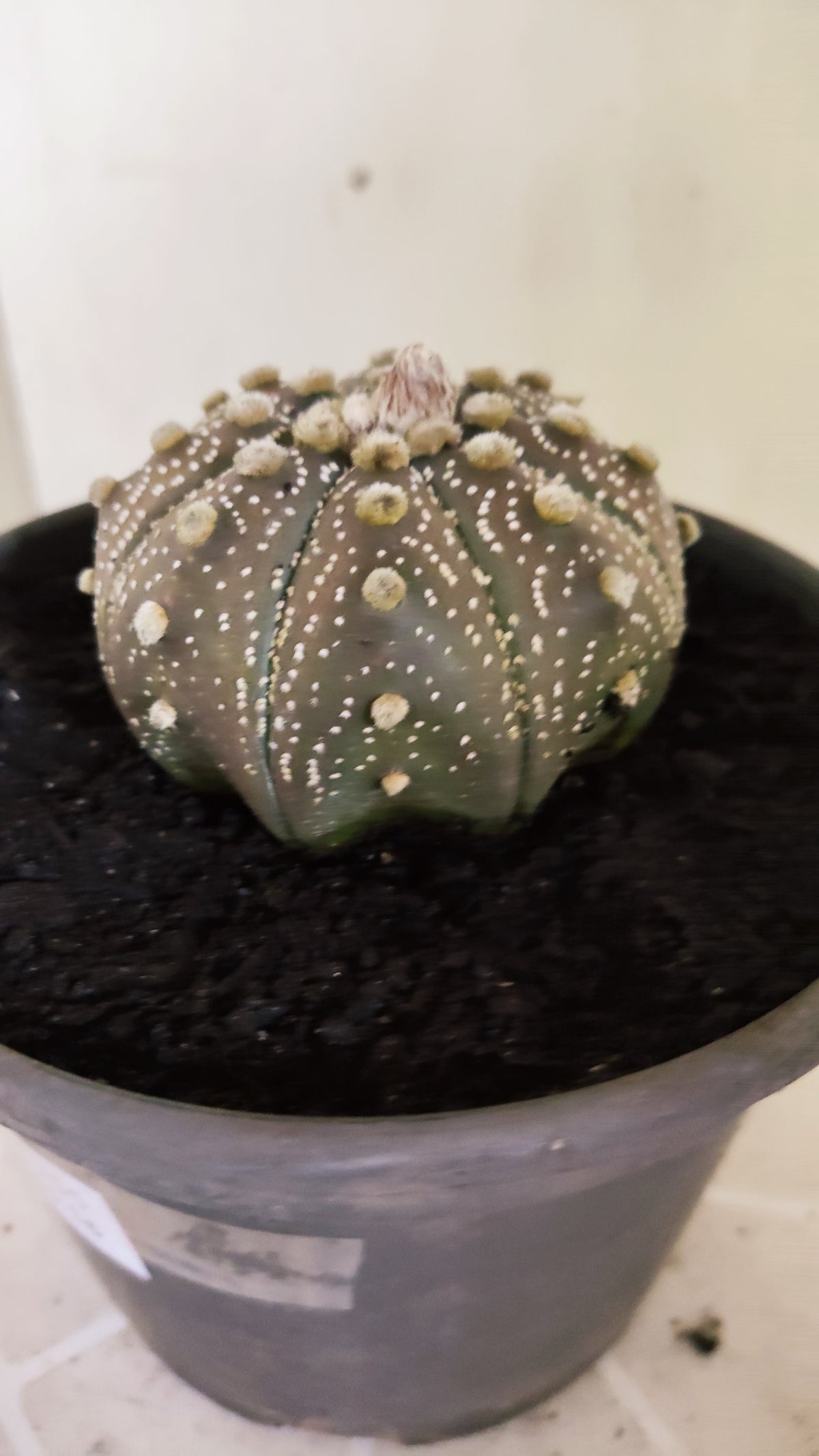 ASTROPHYTUM ASTERIAS "STAR SHAPE - Purple  Nº 1755 – vaso 15
