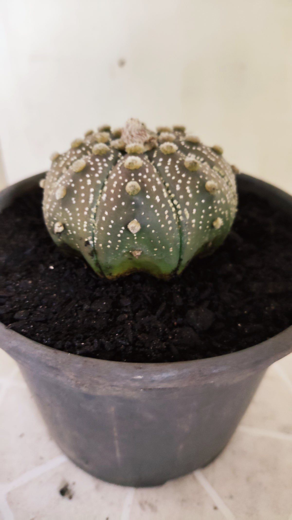 ASTROPHYTUM ASTERIAS "STAR SHAPE - Purple  Nº 1755 – vaso 15