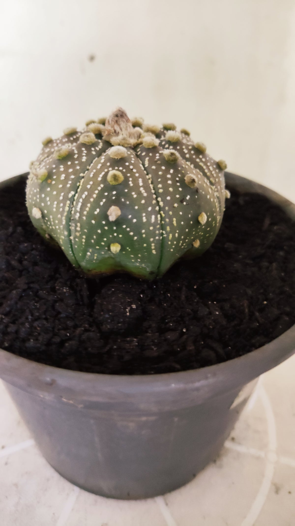 ASTROPHYTUM ASTERIAS "STAR SHAPE - Purple  Nº 1755 – vaso 15