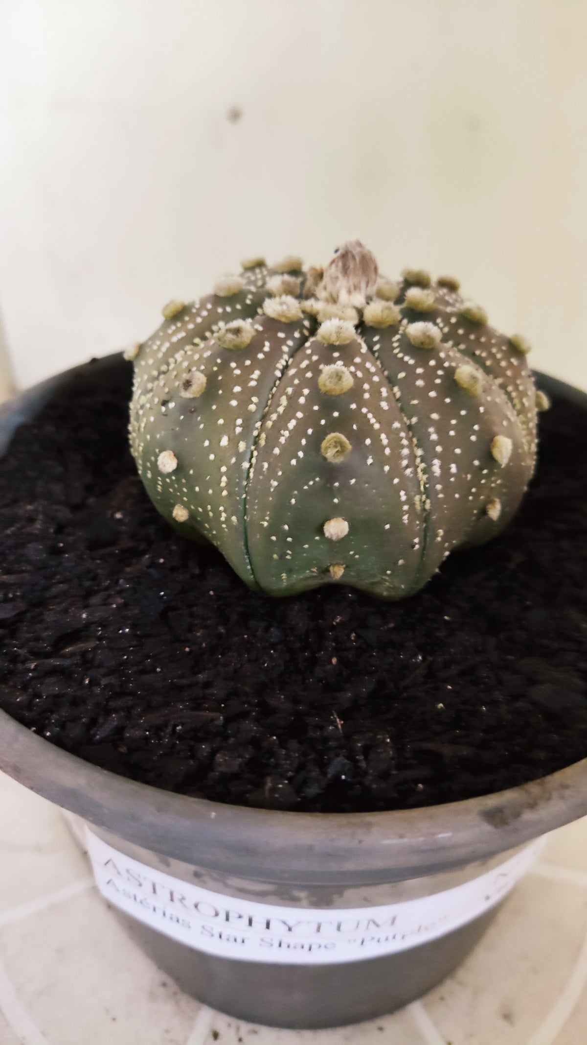 ASTROPHYTUM ASTERIAS "STAR SHAPE - Purple  Nº 1755 – vaso 15