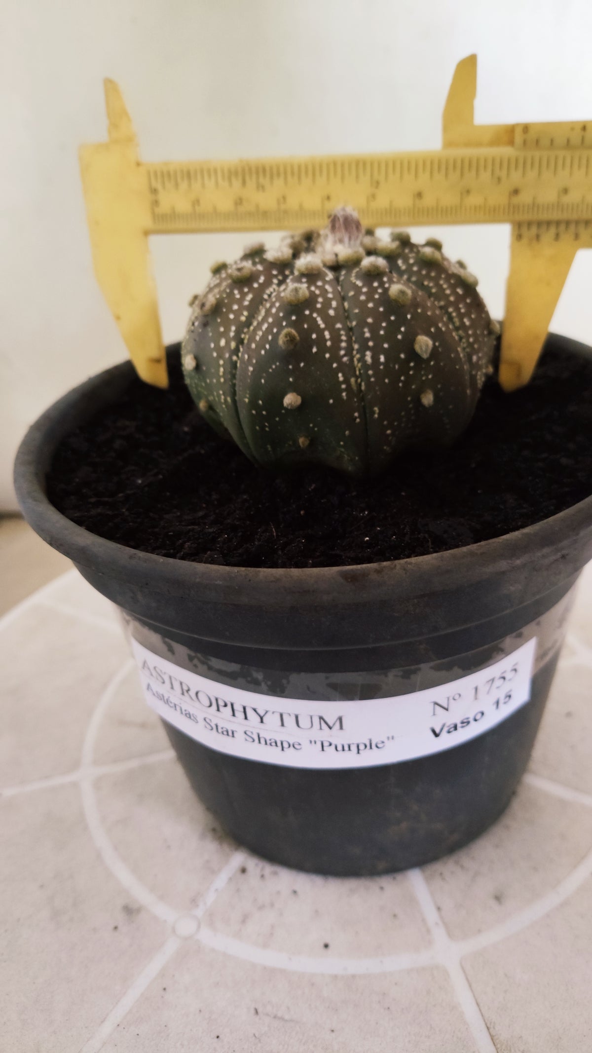 ASTROPHYTUM ASTERIAS "STAR SHAPE - Purple  Nº 1755 – vaso 15