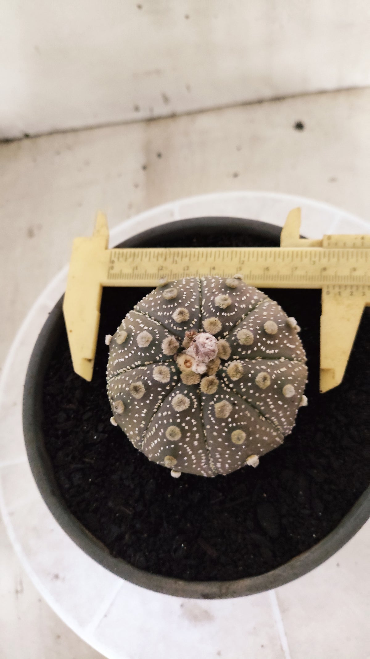 ASTROPHYTUM ASTERIAS "STAR SHAPE - Purple  Nº 1755 – vaso 15