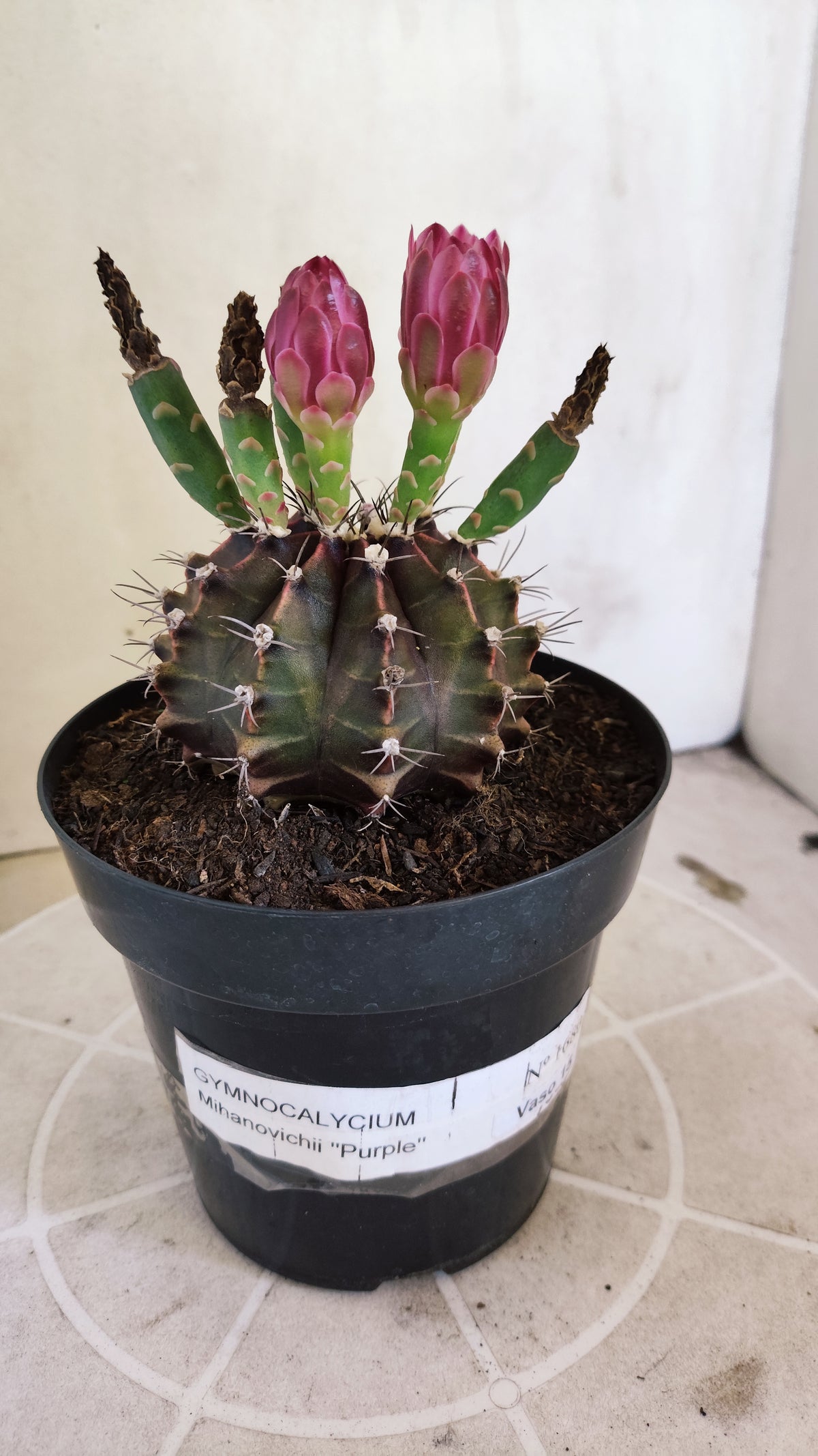 MATRIZ Gymnocalycium Mihanovichii “Purple” Nº 1680 – vaso 15
