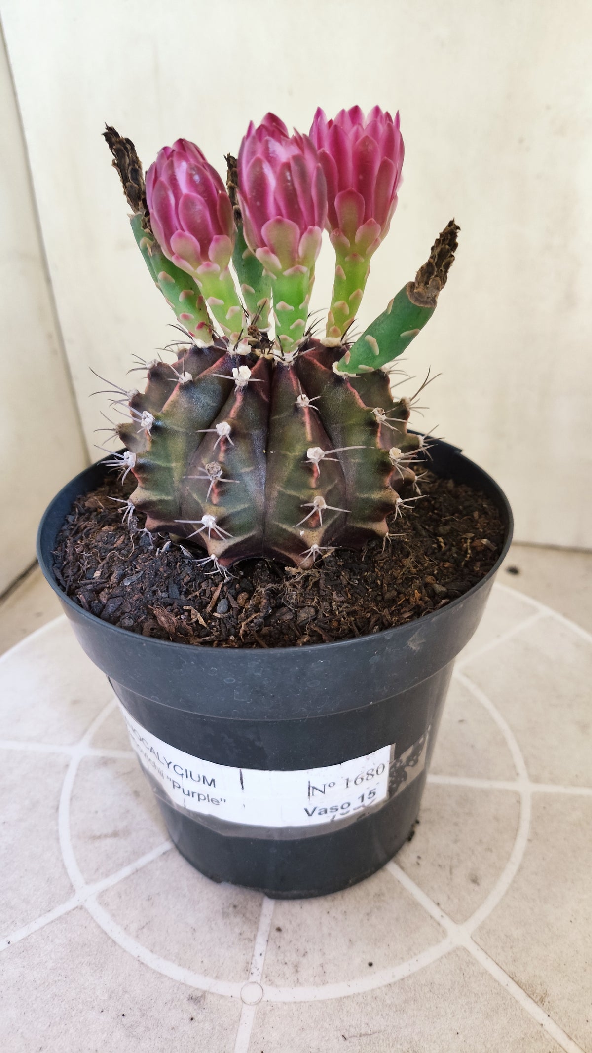 MATRIZ Gymnocalycium Mihanovichii “Purple” Nº 1680 – vaso 15
