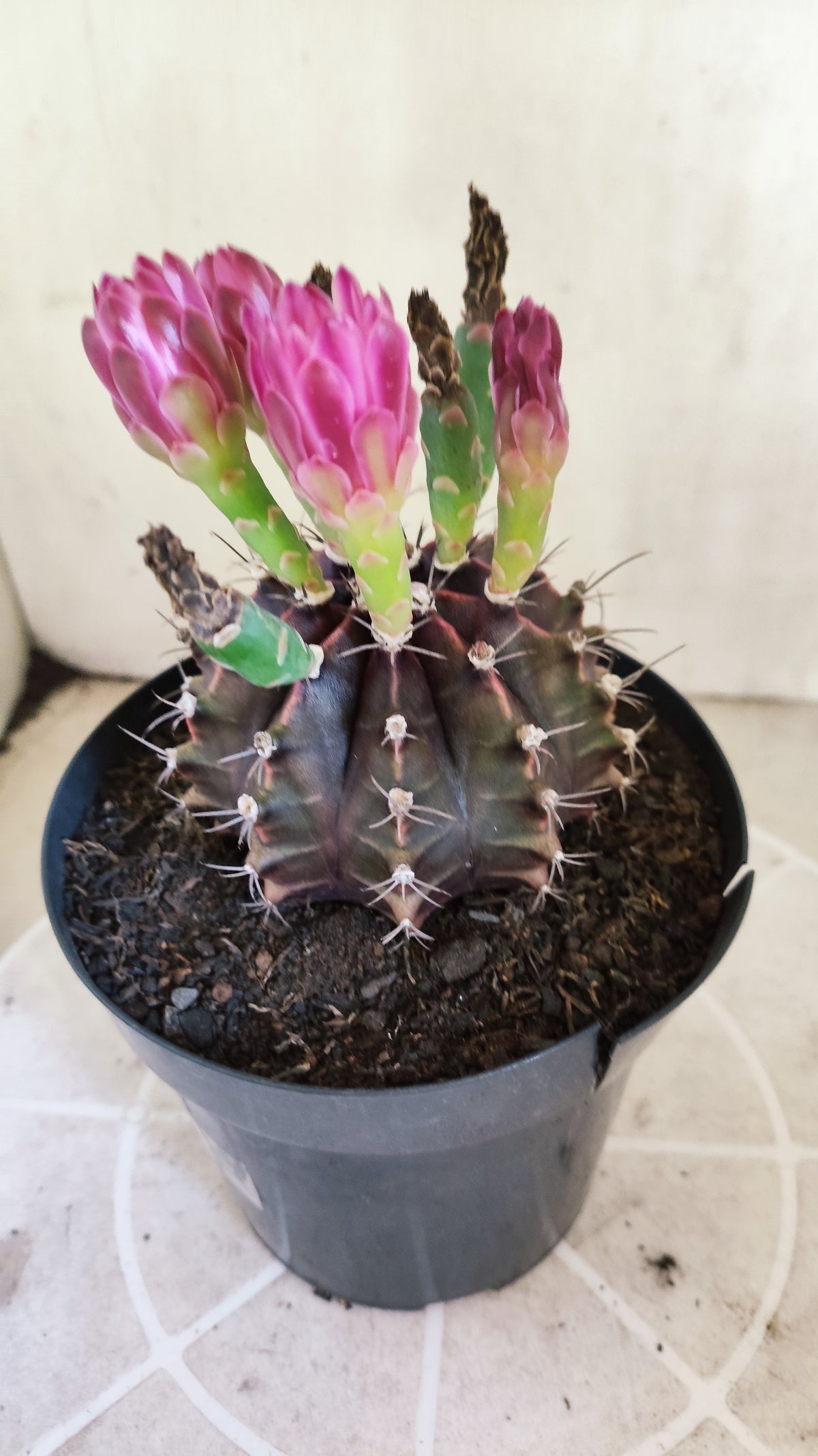 MATRIZ Gymnocalycium Mihanovichii “Purple” Nº 1680 – vaso 15