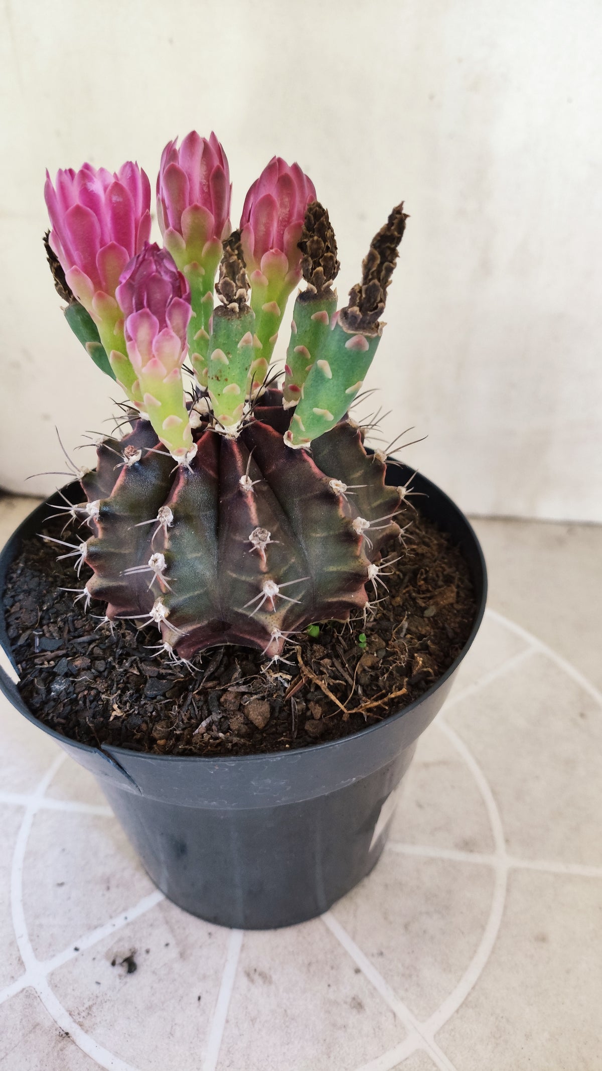 MATRIZ Gymnocalycium Mihanovichii “Purple” Nº 1680 – vaso 15